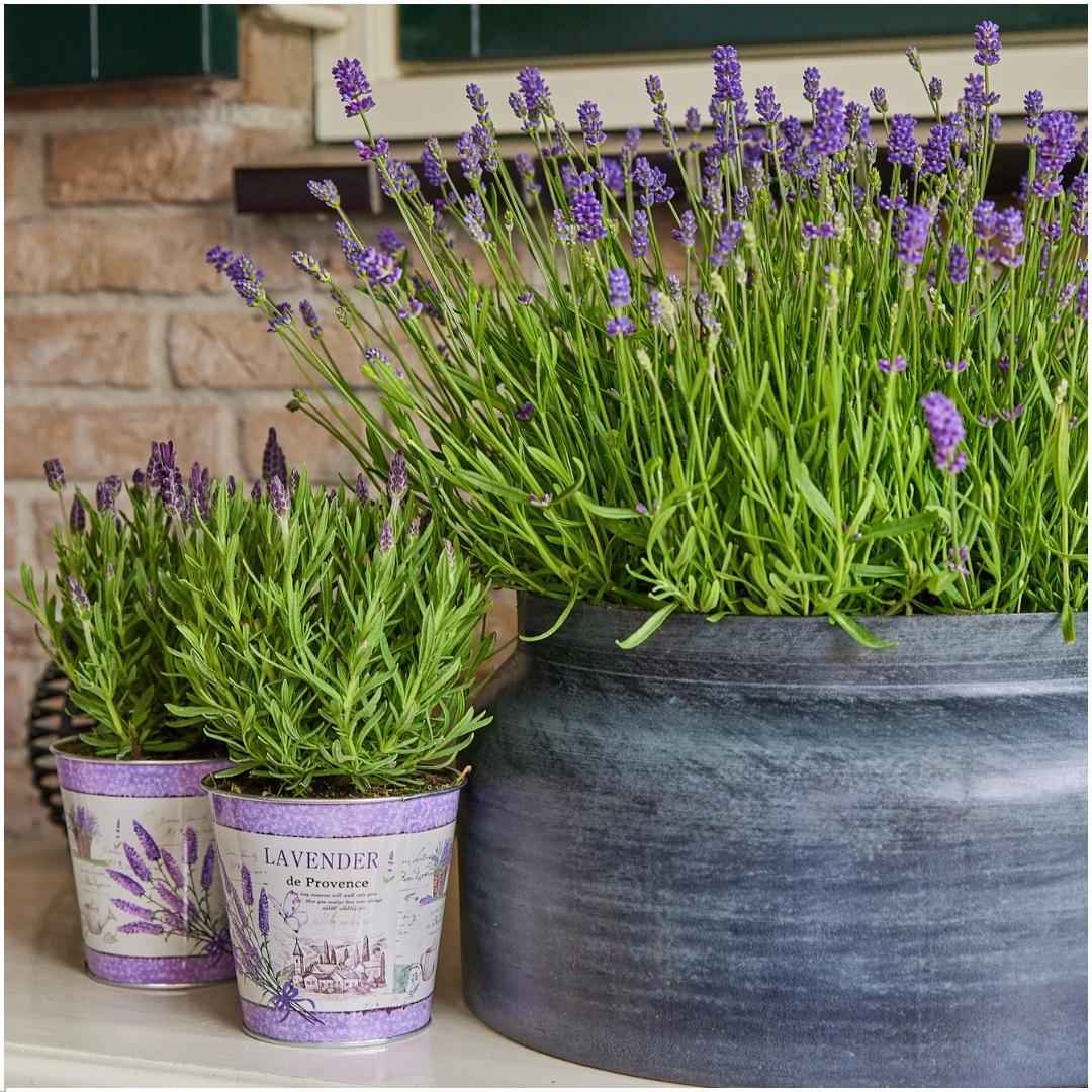 Image of Echter Lavendel Lavandula angustifolia Felice – 3 Pflanzen im Dekotopf Lavender Print Ø13cm – Duftender & winterharter Lavendel