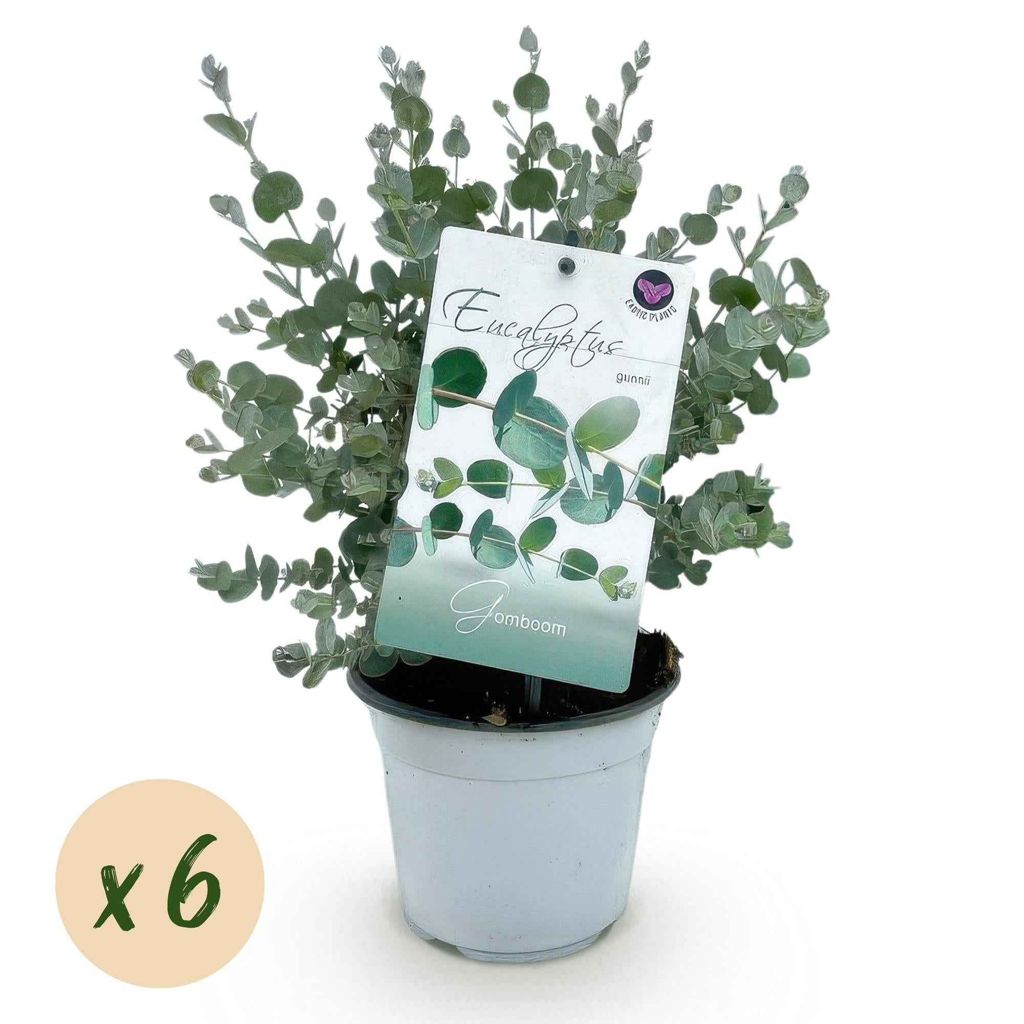 Image of Eukalyptusbaum Eucalyptus gunnii – 6 Pflanzen – Winterhart – Terrassenpflanze – Ø14cm, Höhe 30cm – Blaugrüne Blätter mit herrlichem Duft-1