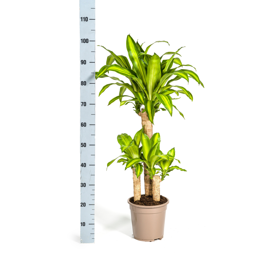 Image of Drachenbaum – Dracaena Fragrans Massangeana – Zimmerpflanze – Tropisches Flair – Luftreinigend – Ø21cm – Höhe 90-110cm – Pflegeleicht-4