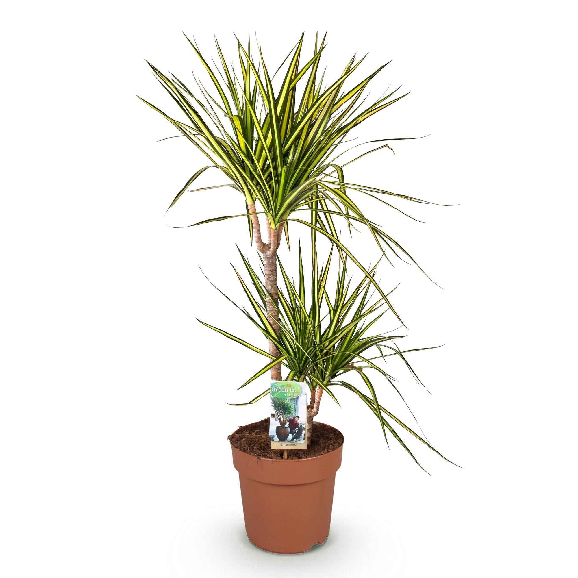 Image of Dracaena Sunray – 90-100cm – 21cm – Pflegeleichter Drachenbaum in Grün – Gelb – Farbenfrohe Zimmerpflanze für Wohnzimmer, Büro & Eingangsbereich-0