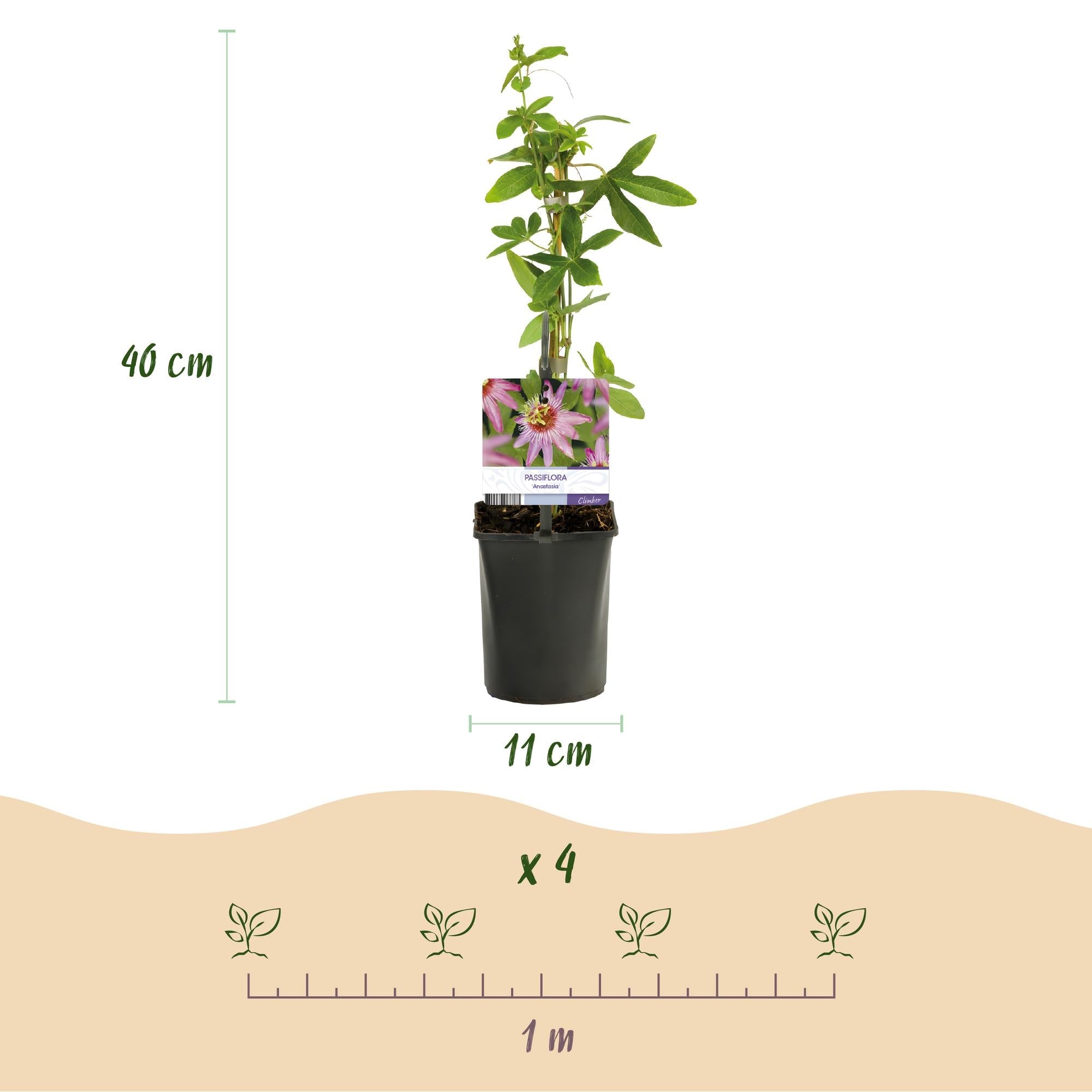 Image of Passionsblume Passiflora Anastasia – 2 Pflanzen 11cm – ca. 40cm hoch – Exotische Kletterpflanze mit rosa Blüten – Pflegeleicht & dekorativ-3