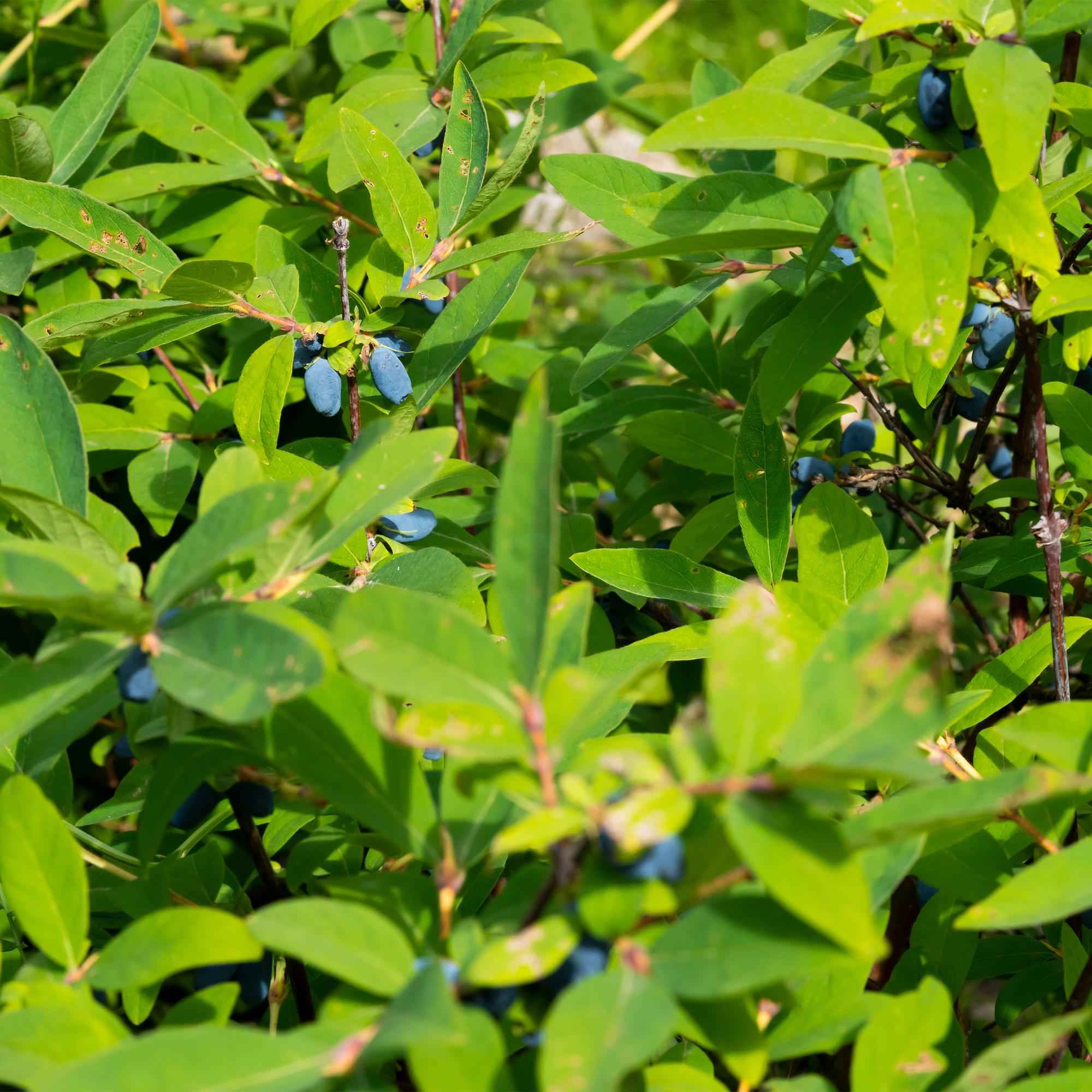 Image of Lonicera caerulea Kamchatika – 2 Pflanzen 15cm – ca. 50cm hoch – Honigbeere / Blaue Geißblatt – Beere – Obstpflanze mit essbaren Früchten-4
