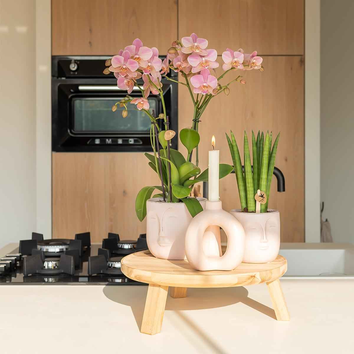 Image of Phalaenopsis Orchidee – Treviso Altrosa – Ø9cm – Blühende Zimmerpflanze – Elegante Deko-Orchidee – Frisch vom Züchter-1