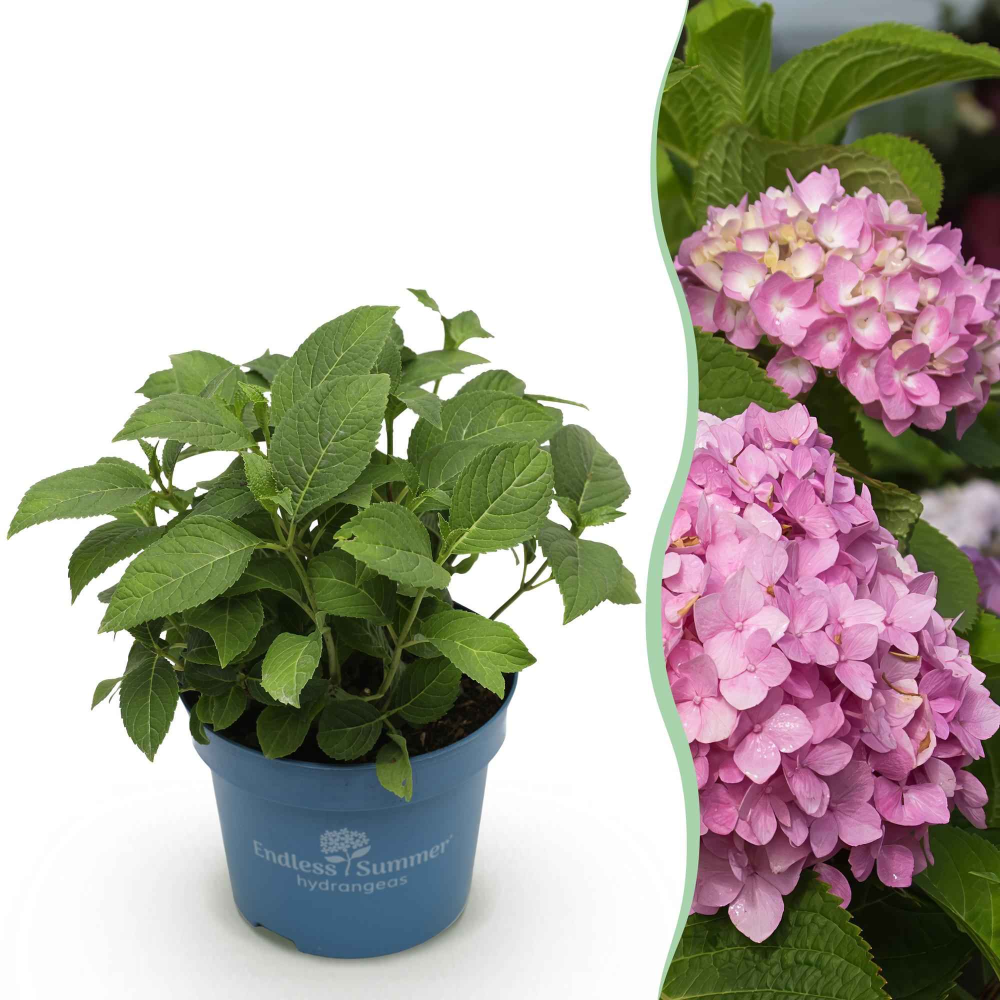 Image of Hortensie Hydrangea macrophylla The Original Pink winterhart rosa 20-25cm 14cm für Garten Balkon Terrasse Beet blühender Zierstrauch pflegeleicht-0
