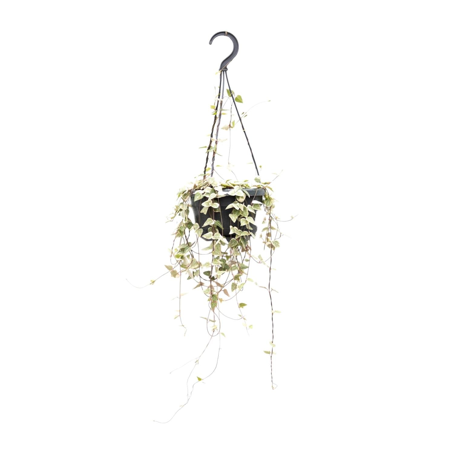 Image of Leuchterblume Ceropegia woodii ssp. woodii – String of Hearts – Hängende Zimmerpflanze – Ø14cm ↕50cm – Pflegeleicht & dekorativ-0