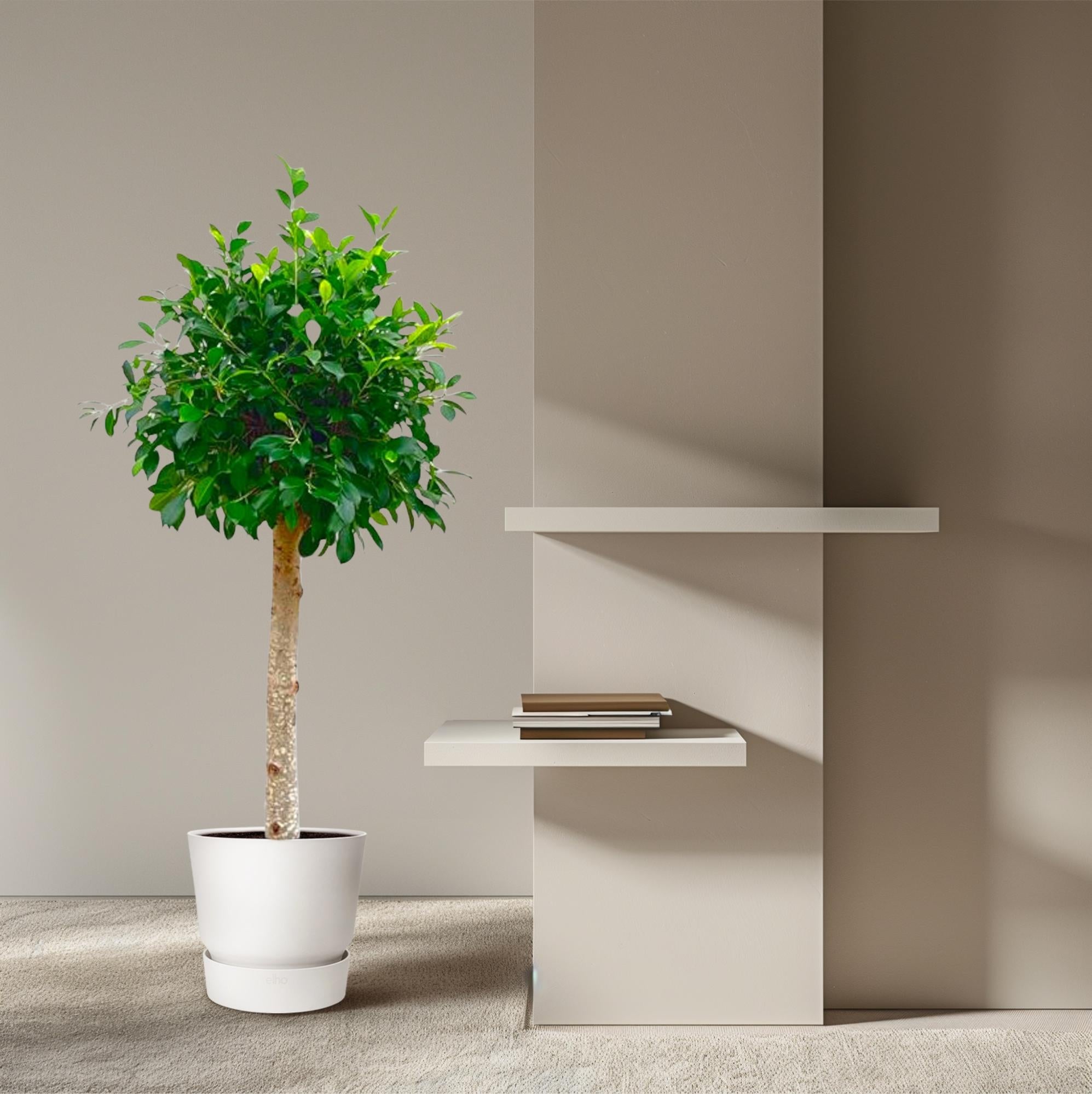 Image of Ficus Nitida – ca. 150cm Höhe – Immergrüne Zimmerpflanze mit dichter Krone – Topfgröße Ø30cm – Elegante Innenraum – Luftreinigend & pflegeleicht-3