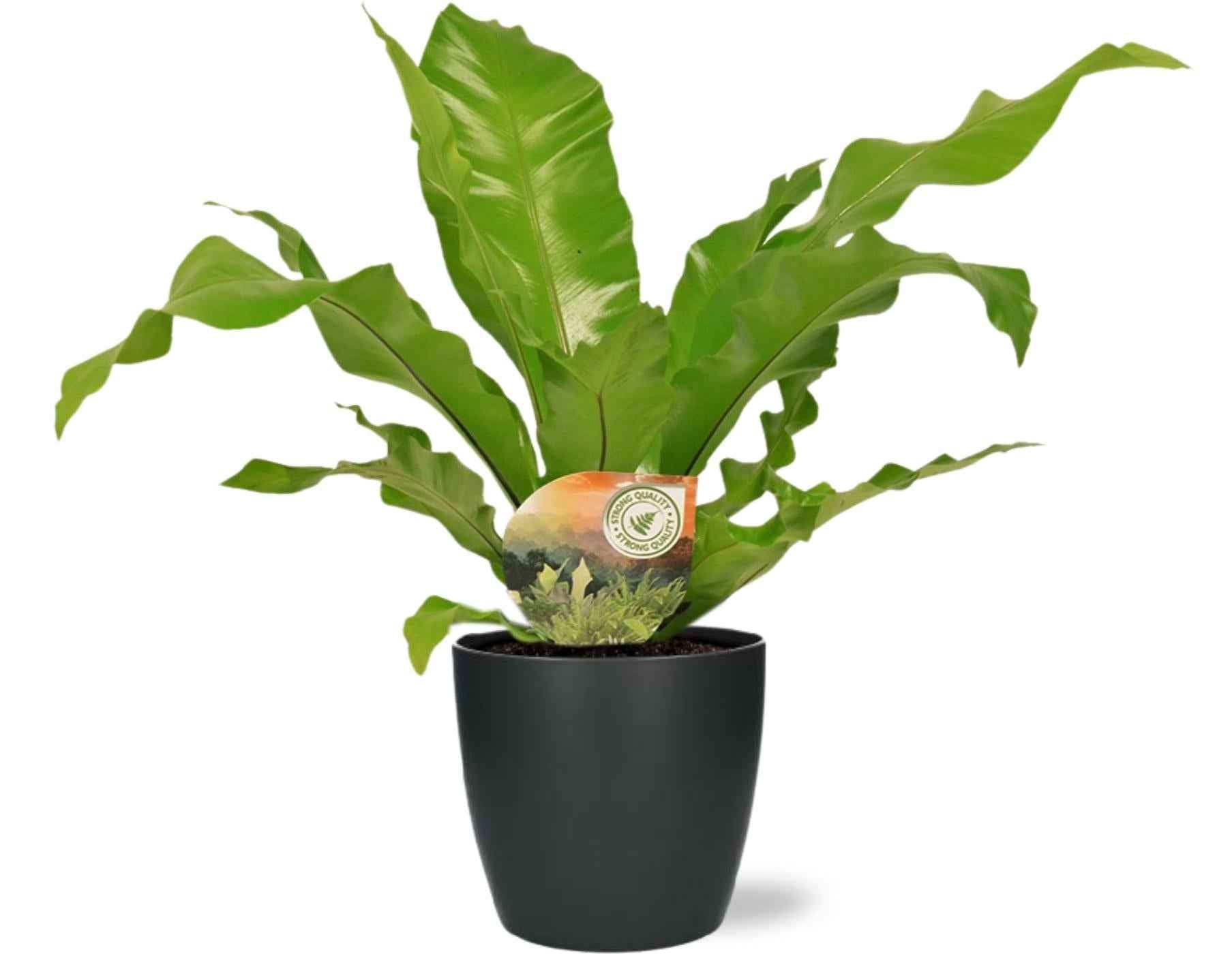 Image of Nestfarn – Asplenium Nidus – Ø17cm 60cm hoch – Zimmerpflanze inkl. Übertopf – Luftreinigend, pflegeleicht & dekorativ-0