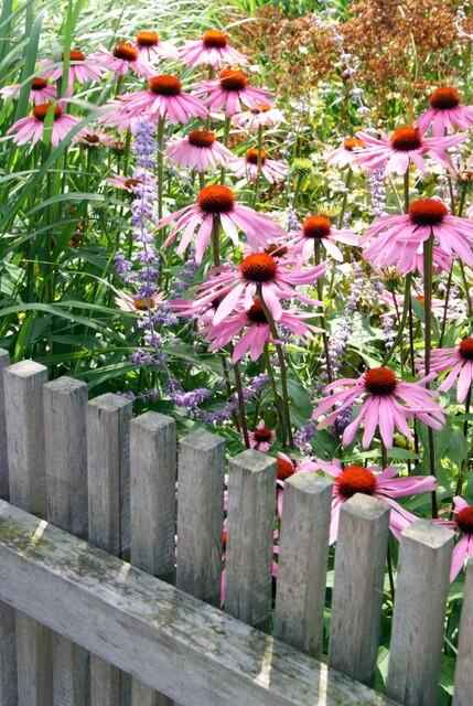 Image of Rotblühender Scheinsonnenhut Echinacea p. 'Magnus' – ↕10-25cm – Ø9cm – 12 Pflanzen – Winterharte Staude – Bienen – & Schmetterlingsfreundlich