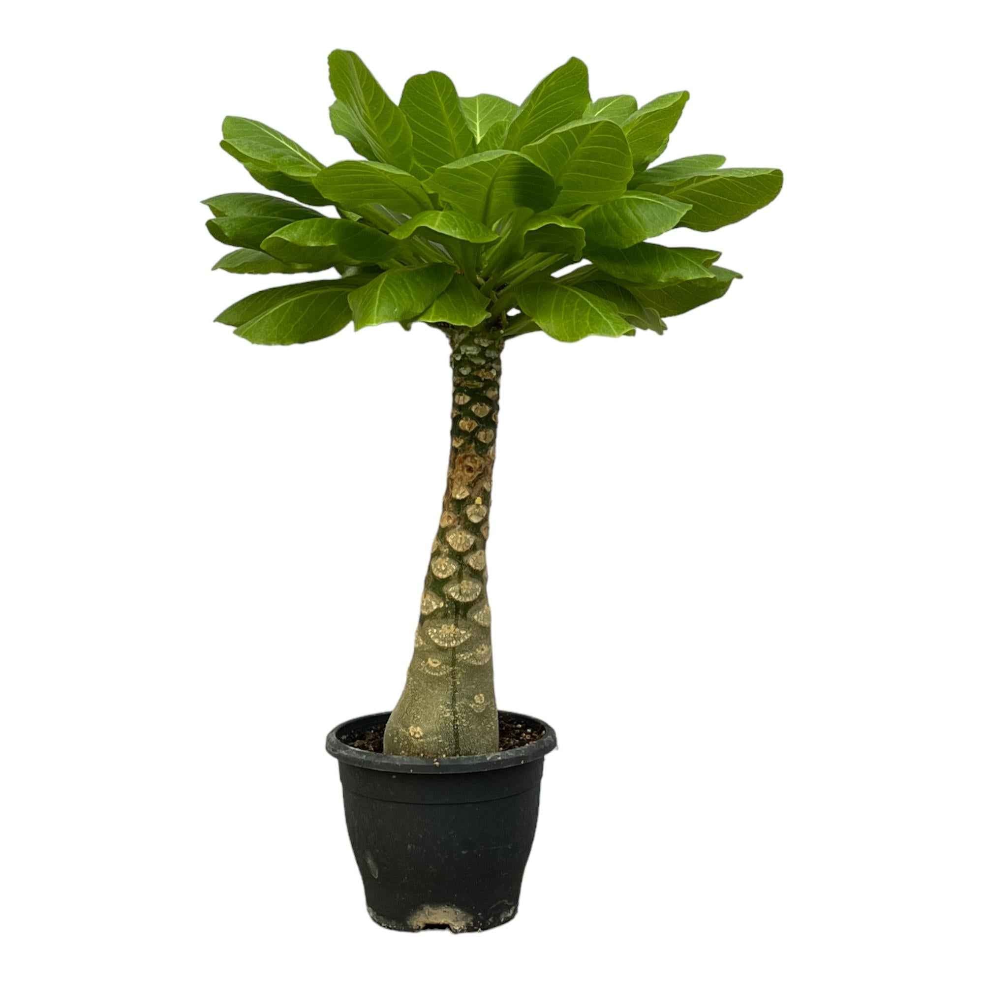 Image of Vulkanpalme Brighamia insignis – Zimmerpflanze 25cm hoch – Ø12cm – Tropische Rarität mit glänzenden Blättern – Pflegeleicht & dekorativ-0