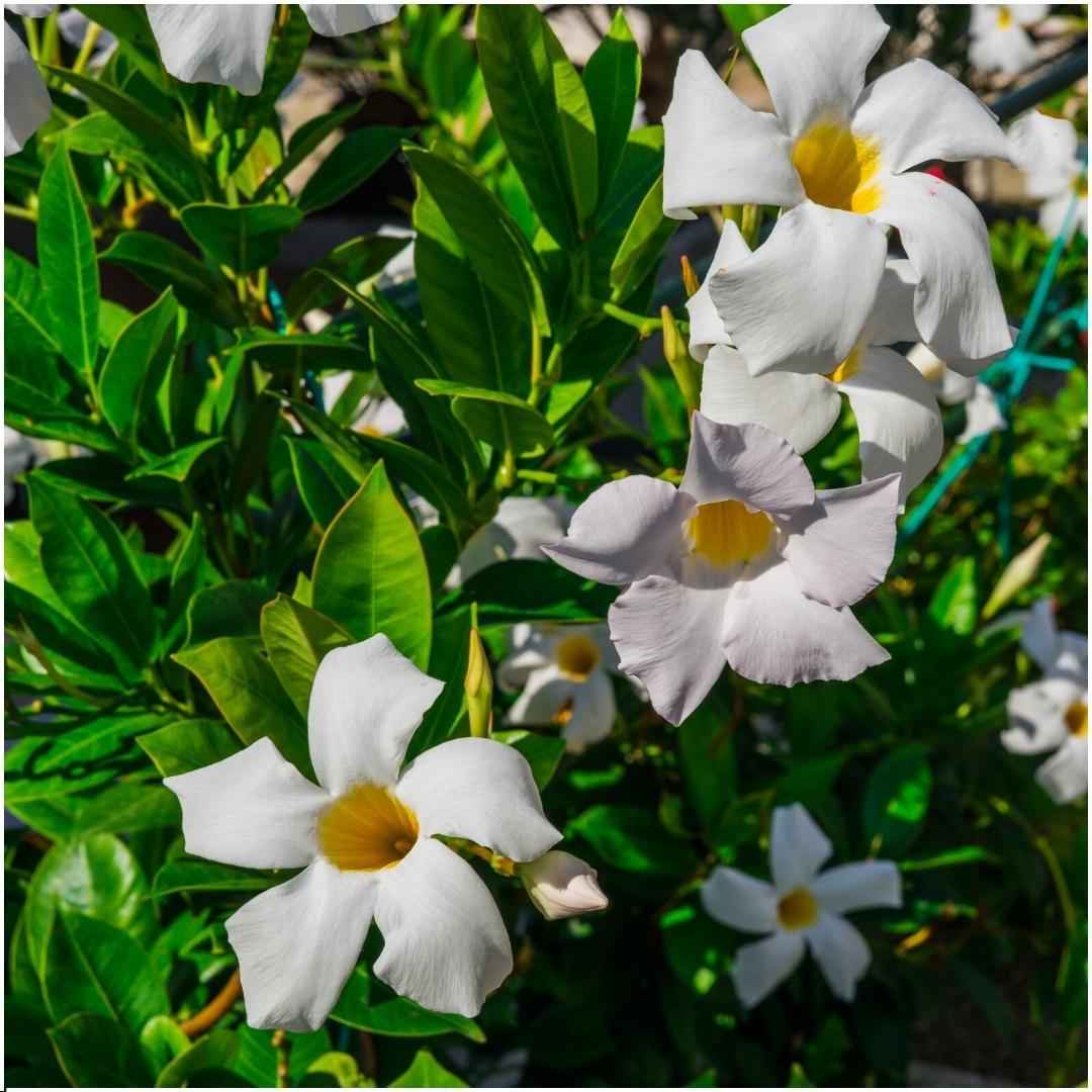 Image of Dipladenia Weiß – Mandevilla White – 6 Pflanzen - Ø12 cm – Ca. 25 cm hoch – Blühfreudige & pflegeleichte Kletterpflanzen – Für Garten, Balkon & Terrasse