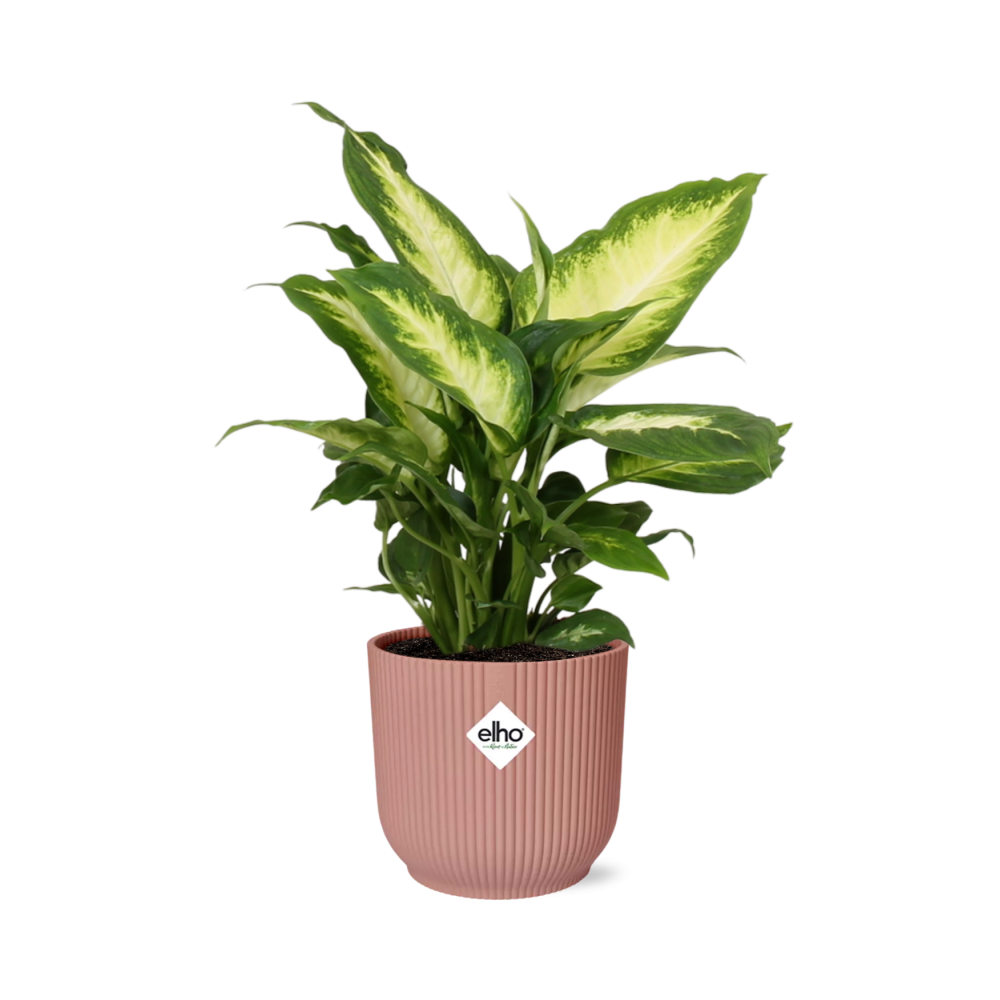 Image of Dieffenbachia ‘Camilla’ – Zimmerpflanze im 14cm – Luftreinigende tropische Zimmerpflanze – Pflegeleicht – Halbschatten geeignet-0