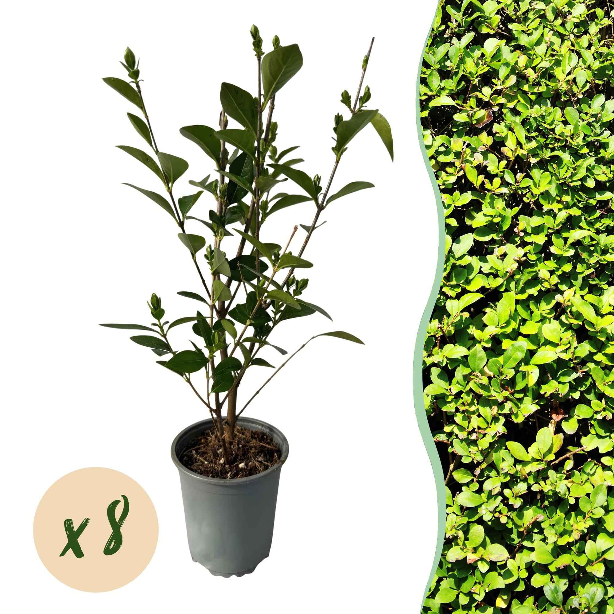 Image of Ovalblättriger Liguster Ligustrum ovalifolium – Immergrüne Heckenpflanzen – 8 Pflanzen – 1m – 9cm Höhe 35-40cm – Grün – Pflegeleicht-1