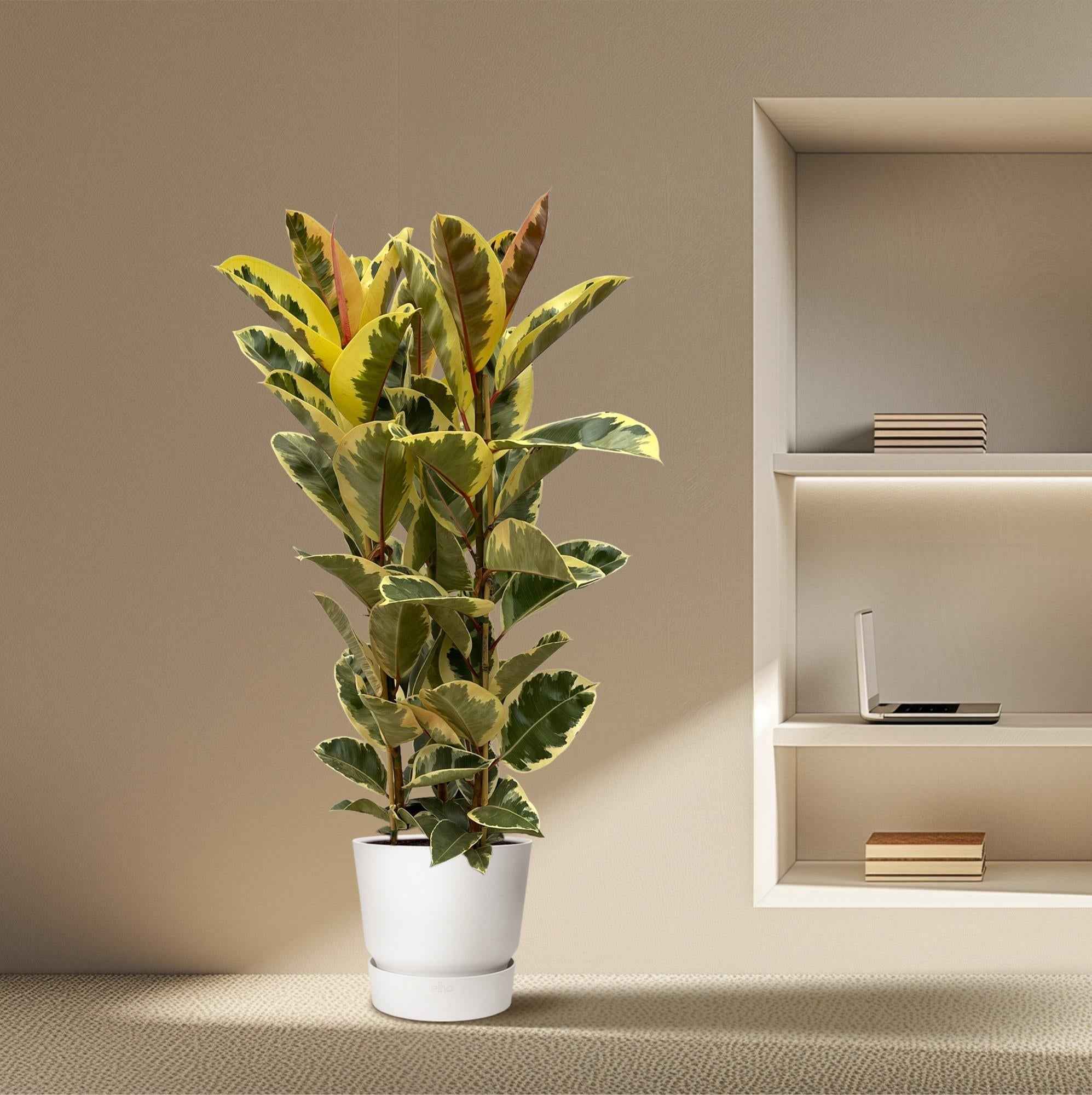 Image of Ficus Elastica 'Tineke' – Gummibaum – Zimmerpflanze – Ø28cm – Höhe ca. 160cm – Großblättrige, pflegeleichte Pflanze – Für helle Innenräume & Büros-3