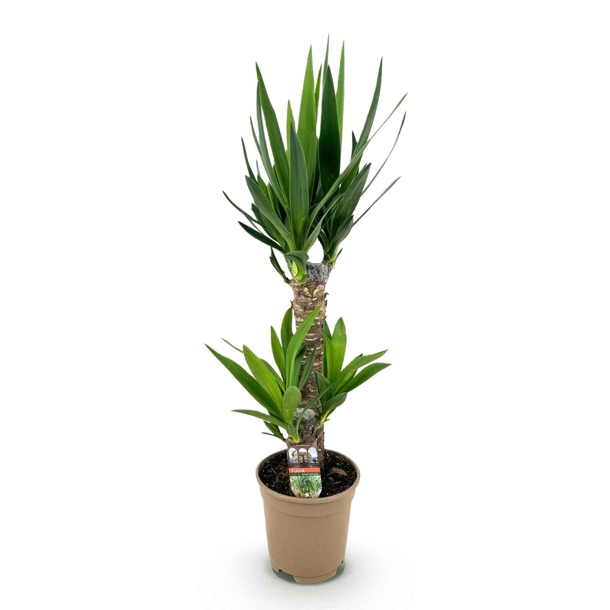 Image of Palmlilie Yucca Elephantipes – 75cm – 17cm – Pflegeleichte Palmlilie mit schmalen, grünen Blättern-0