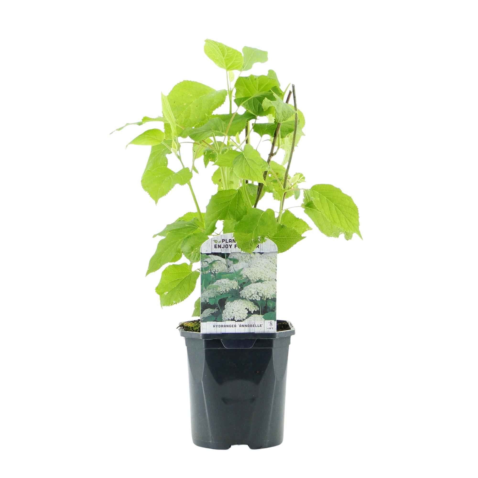 Image of Rispenhortensie – Hydrangea arborescens Annabelle – Blüte Weiß – Große Blüten – 17cm Höhe 50cm – Winterhart & pflegeleicht für Beet & Kübel-2