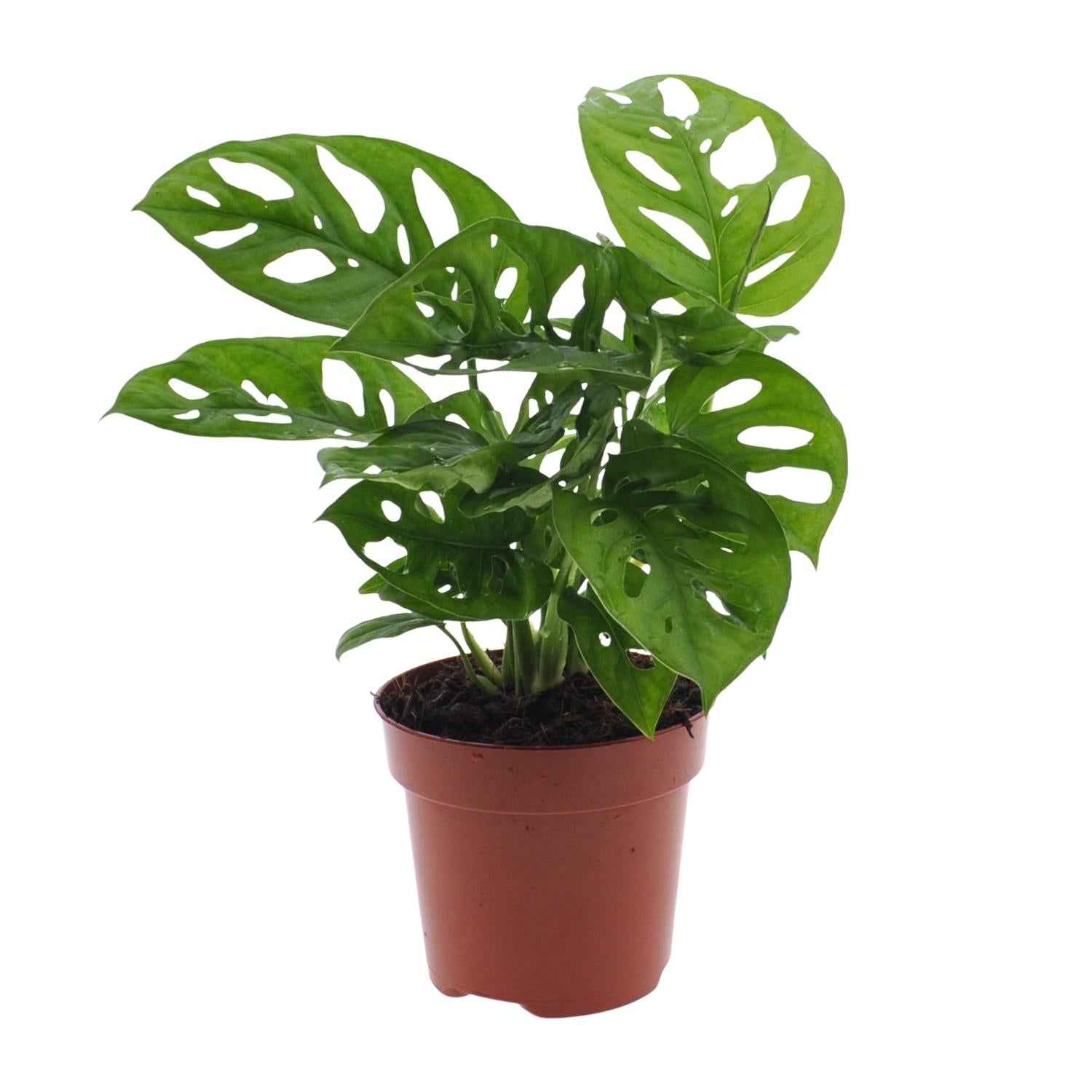 Image of Monstera Monkey Leaf – Fensterblatt – Ø12cm – ↕30cm – Pflegeleichte Lochpflanze mit dekorativem Blattmuster – Luftreinigend & dekorativ-0