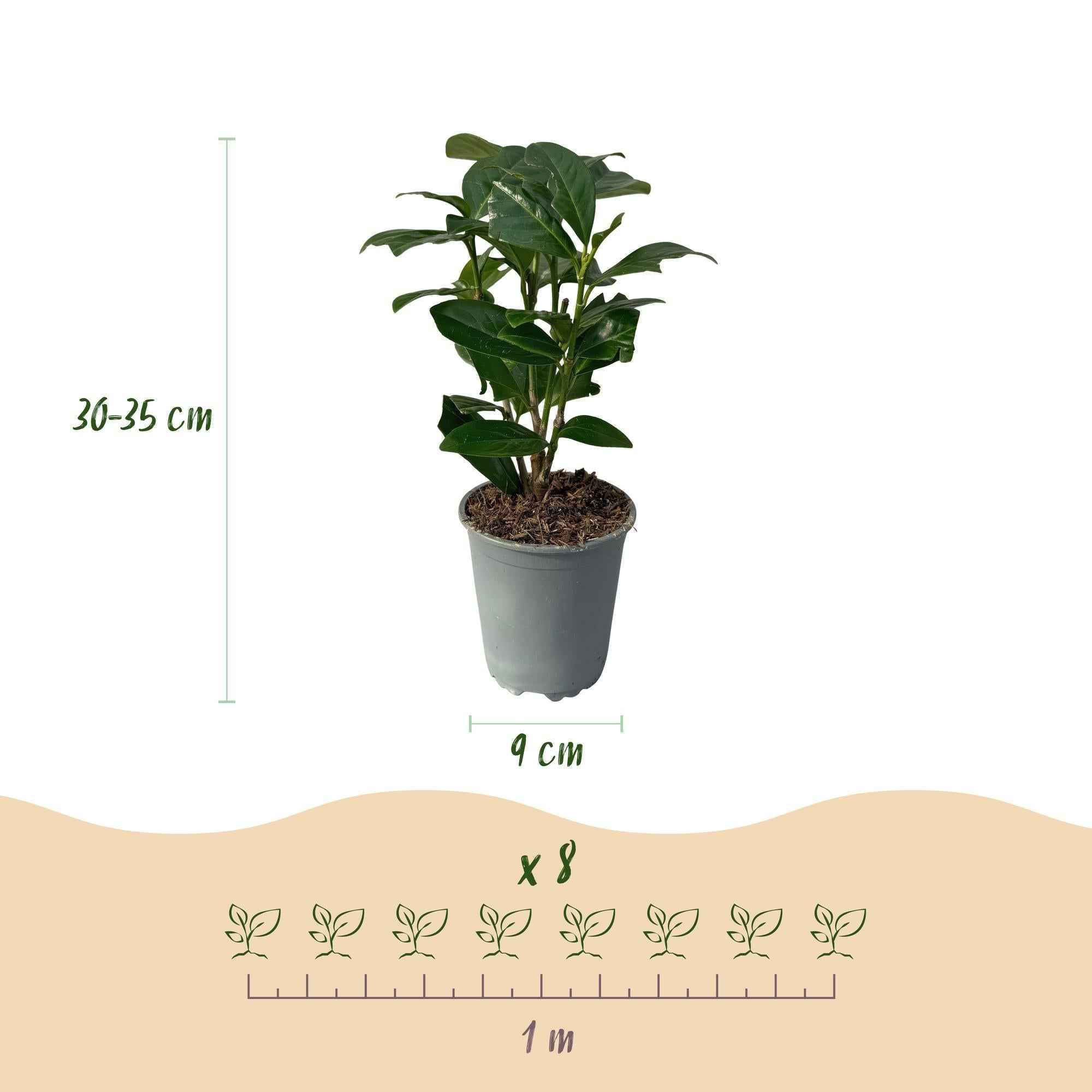 Image of Kirschlorbeer Prunus laurocerasus Novita – Immergrüne Heckenpflanzen – 8 Pflanzen – 1m – 9cm Höhe 30-35cm – Grün – Pflegeleicht-2
