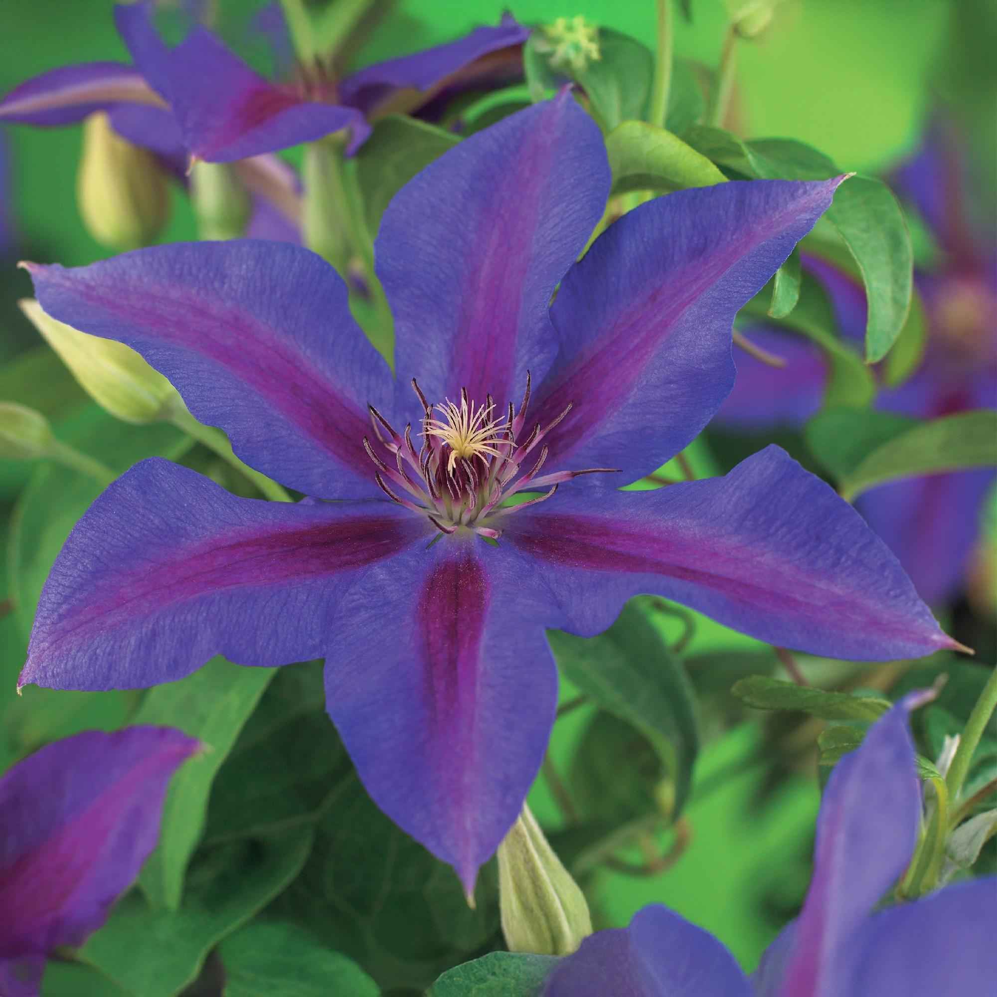 Image of Kletterpflanze Clematis Mrs. N. Thompson – Lila Blüten – Wenig Pflege – 2 Pflanzen – 11cm Höhe 40cm – Für Garten, Balkon & Pergolen-0