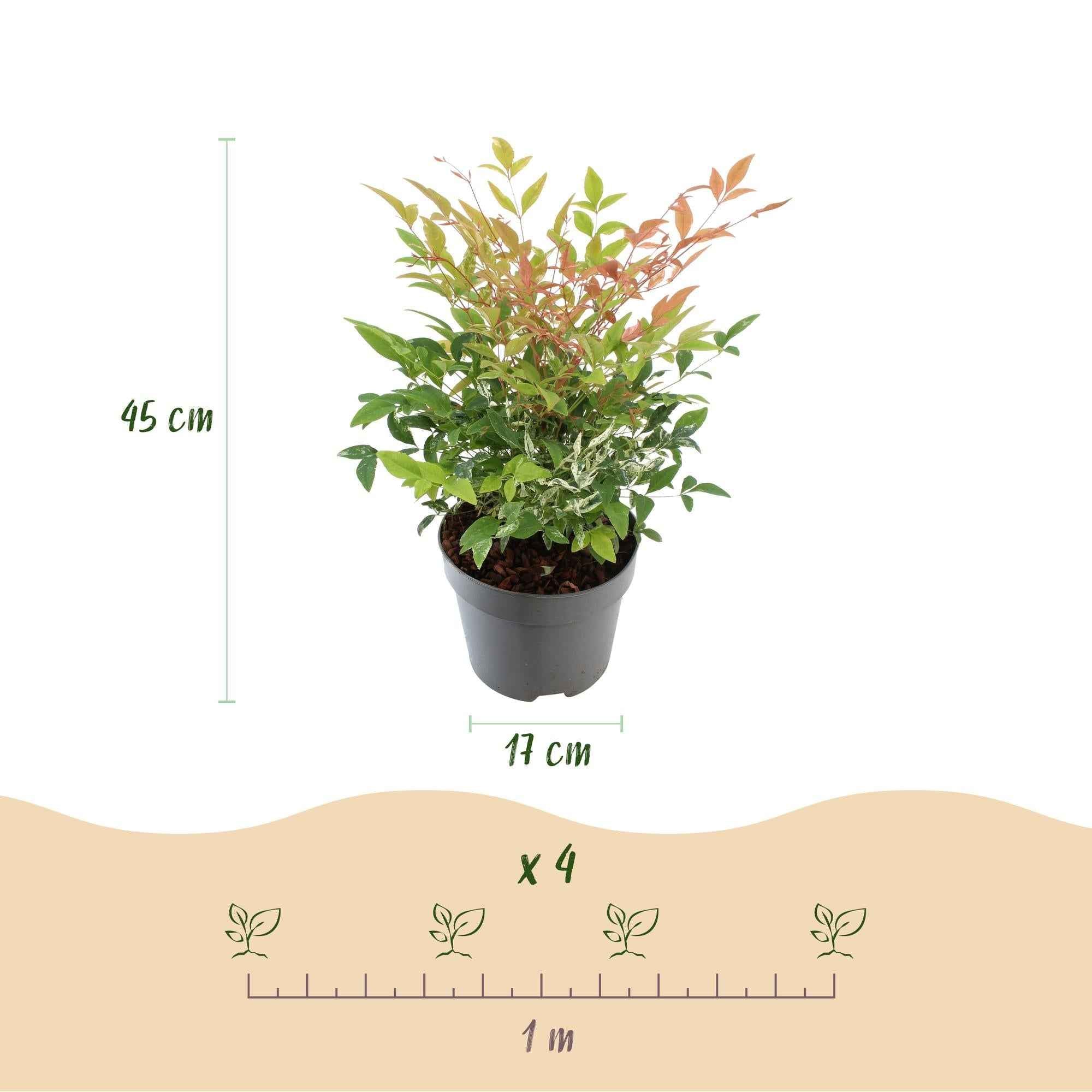 Image of Heiliger Bambus Nandina Twilight – 17cm Höhe ca.45cm – Immergrün & farbwechselnd – Bunt rosa Laub – Pflegeleichter dekorativer Zierstrauch-2