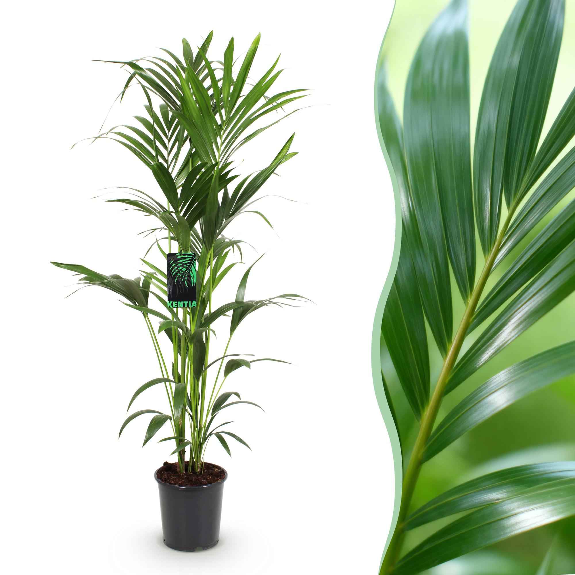 Image of Howea Forsteriana – Kentia – Palme – 140-150cm – Ø24cm – Pflegeleichte Zimmerpalme mit gefiederten Blättern – Tropische Grünpflanze für Innenräume
