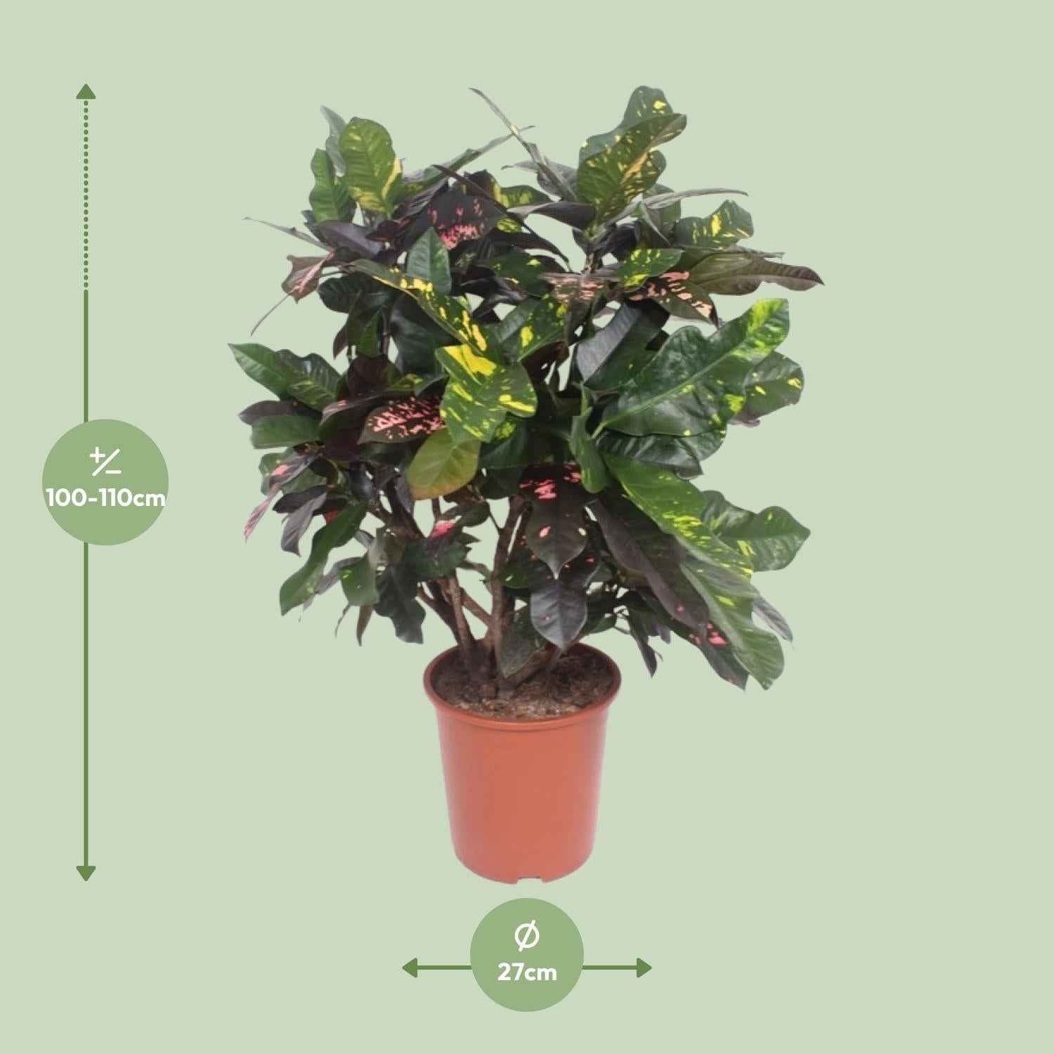 Image of Croton Magnificent – Codiaeum Magnificent – Zimmerpflanze – Ø27cm – ↕110cm – Tropisch Bunt – Luftreinigend & Pflegeleicht-1