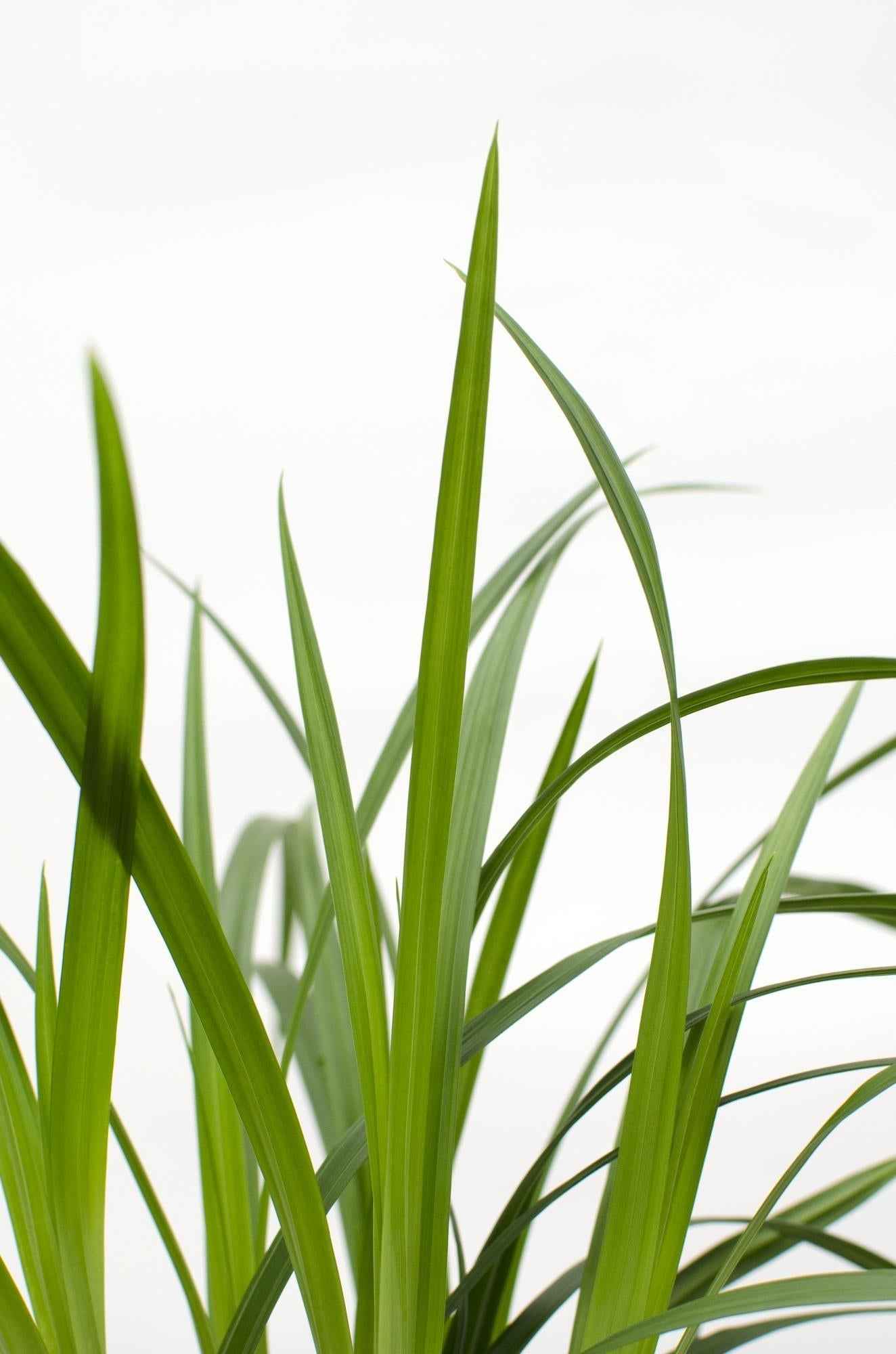 Image of Carex morrowii 'Irish Green' – 3 Pflanzen – Immergrünes Ziergras – Ø14cm – Höhe ca. 30cm – robustes Garten – Gras für Sonne & Schatten