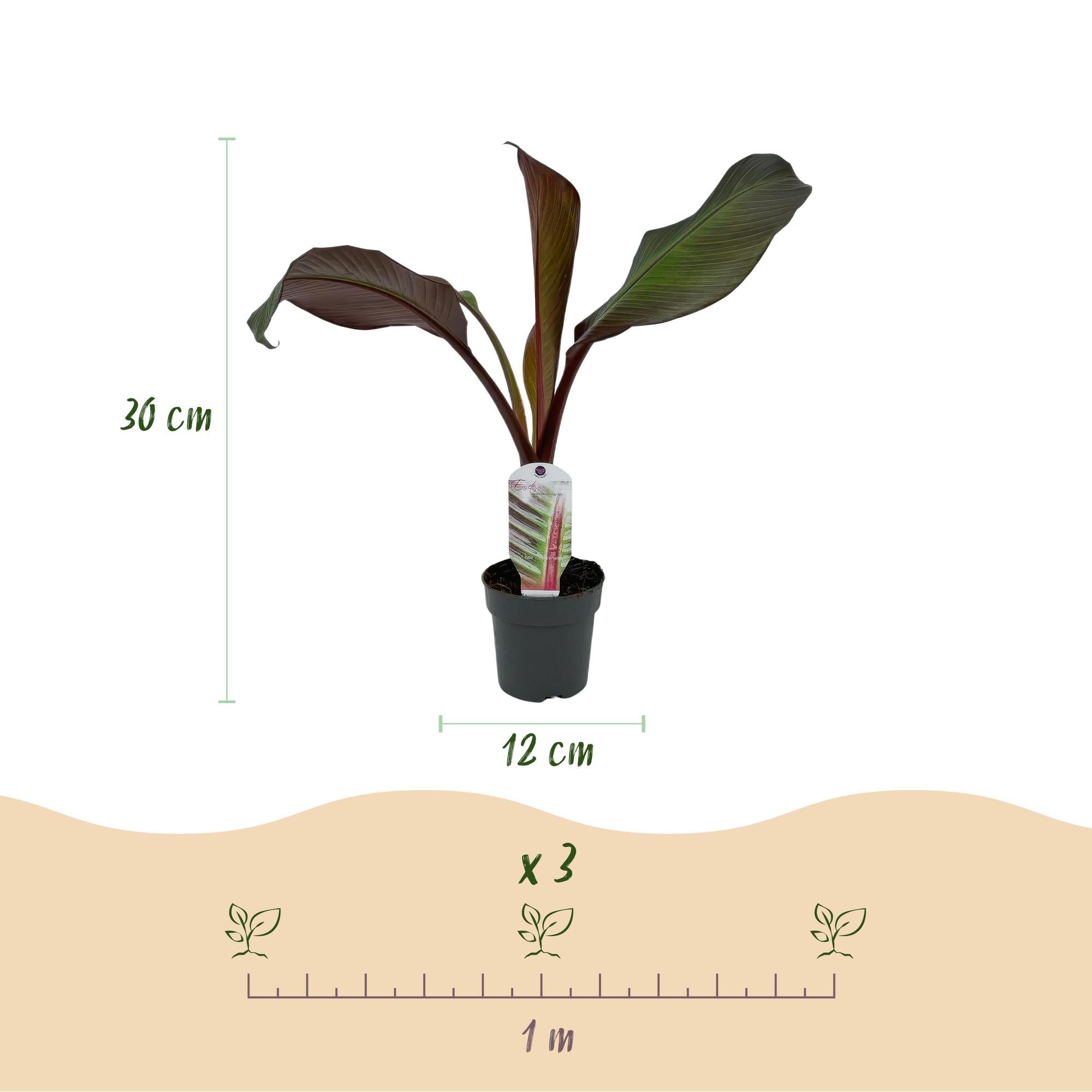 Image of Bananenpflanze Ensete ventricosum Maurelli – 2 Pflanzen – Winterhart – Obstpflanze – Ø12cm – Höhe ca. 30cm-3