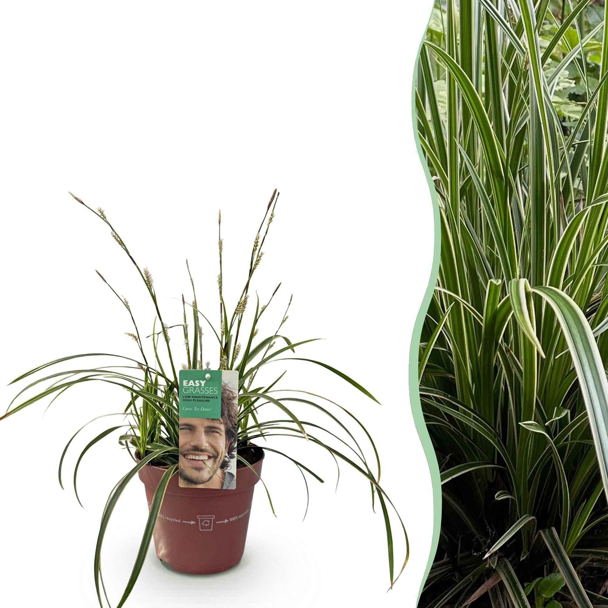 Image of Ziergras Segge Carex morrowii Ice Dance – Weiß – Grün panaschiert – Immergrün & winterhart – Höhe ca. 50cm – 17cm – Pflegeleicht für Beet & Kübel-2