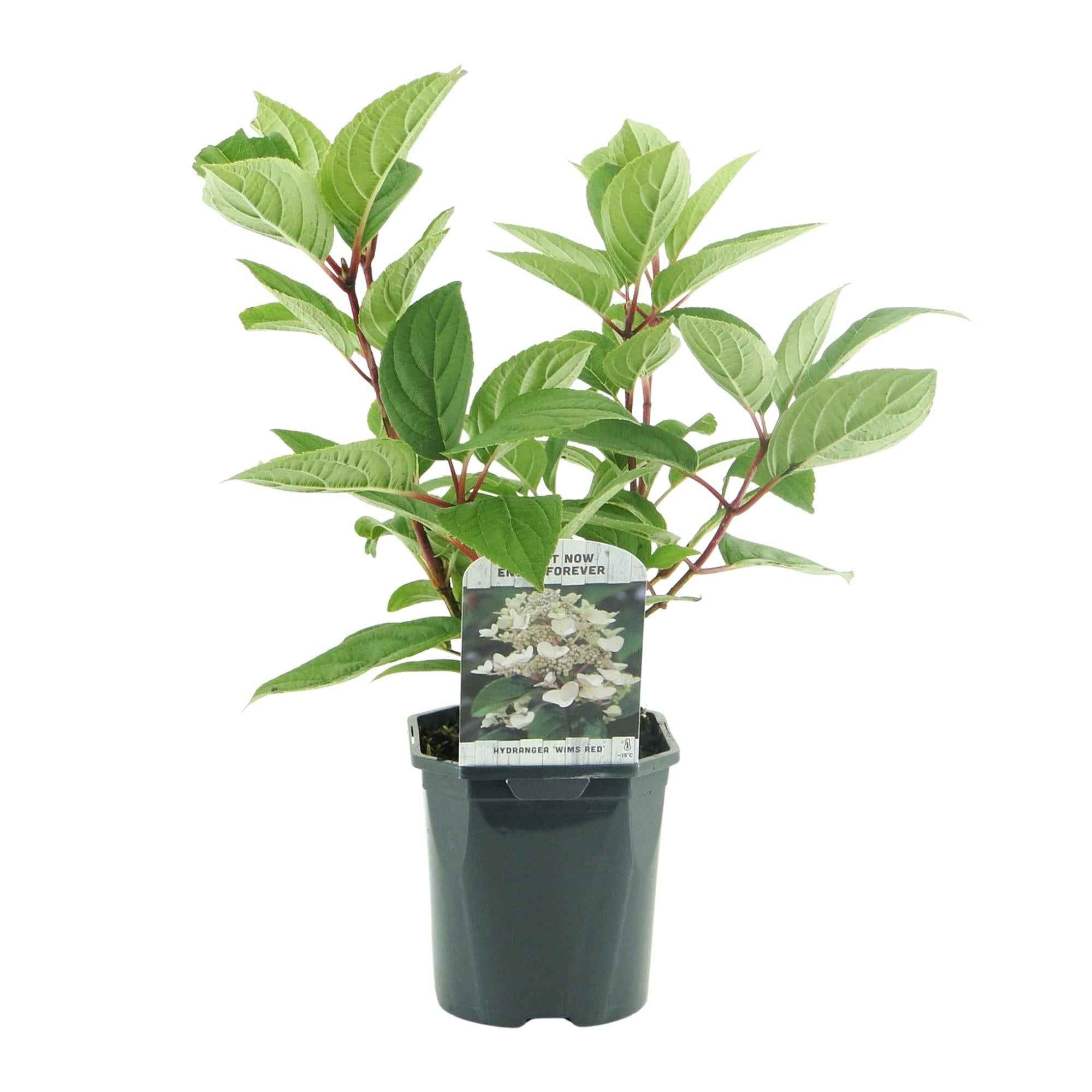 Image of Rispenhortensie – Hydrangea panniculata Wims Red – Blüte Weiß – Rot – 3 Pflanzen für 1m² – Laubabwerfend – Große Blüten – 17cm – Höhe ca. 50cm-1