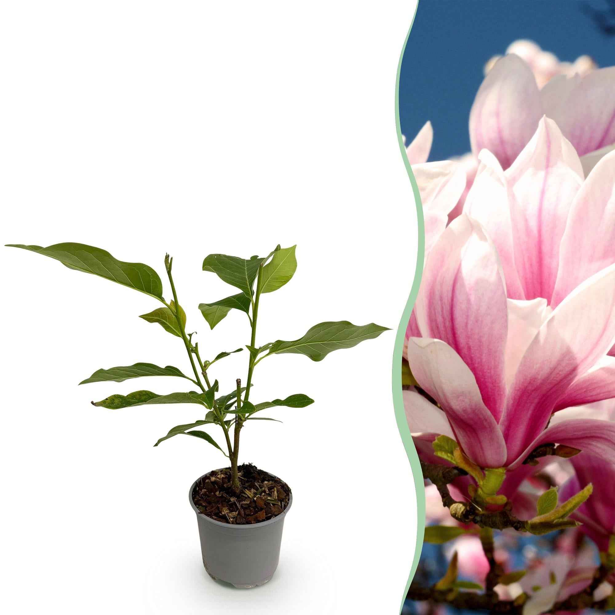 Image of Magnolia soulangeana – 12cm – Höhe ca. 30cm – Laubabwerfende Tulpen – Magnolie mit großen rosa Frühjahrsblüten-0