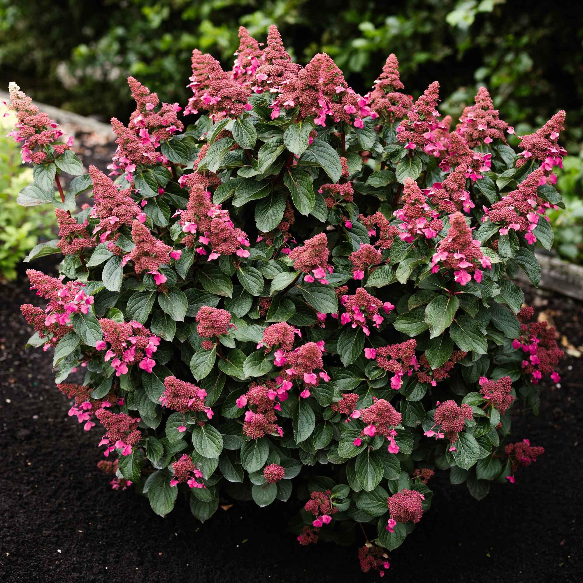 Image of Rispenhortensie Hydrangea paniculata Living Infinity – winterhart – weiß bis hellrosa – 12cm Höhe 20-30cm-1