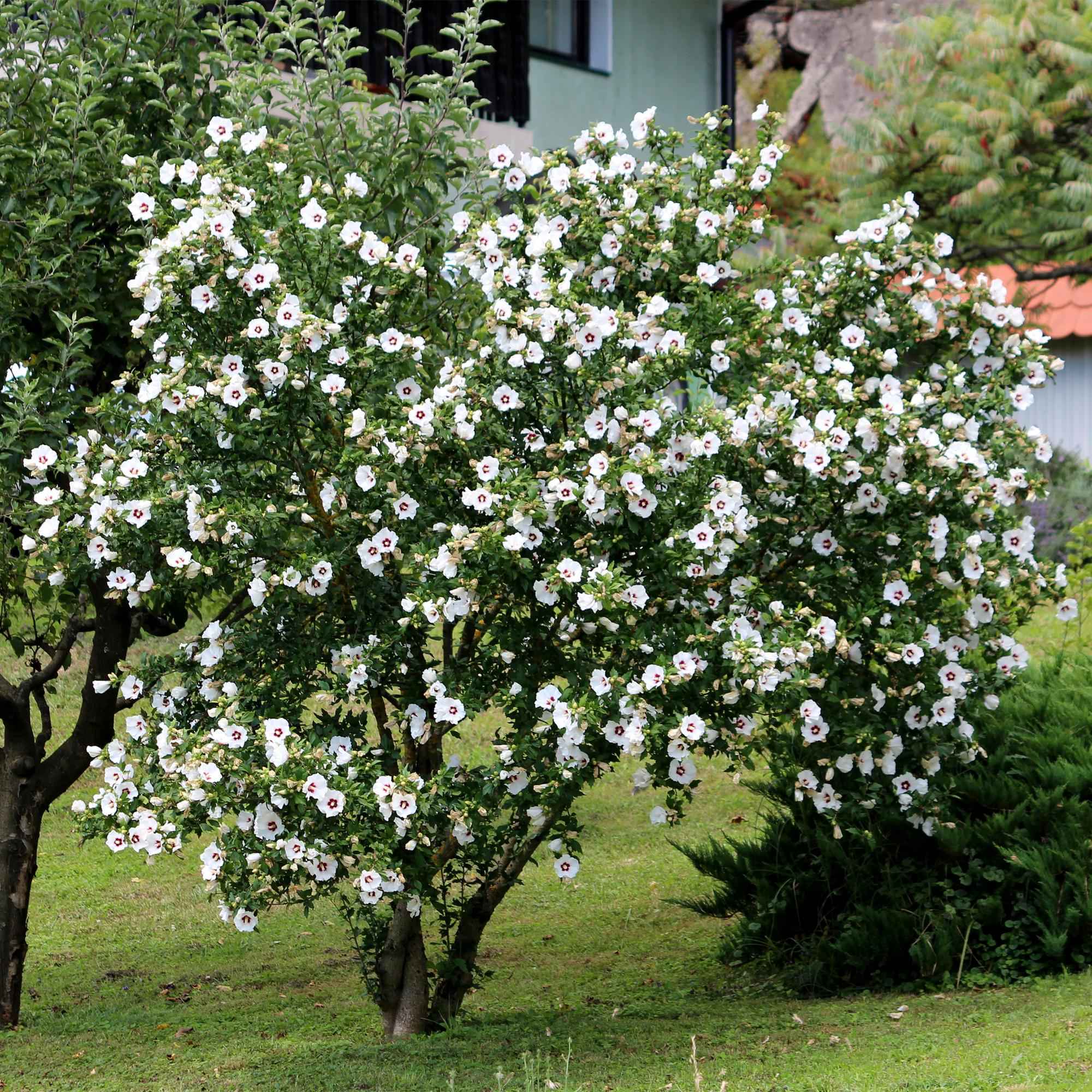 Image of Garteneibisch Hibiscus syriacus Red Heart – Blüte Weiß mit Rotem Herzen – Strauch – Wenig Pflege – 17cm x H45cm – Sommerblüher & Bienenfreundlich-1