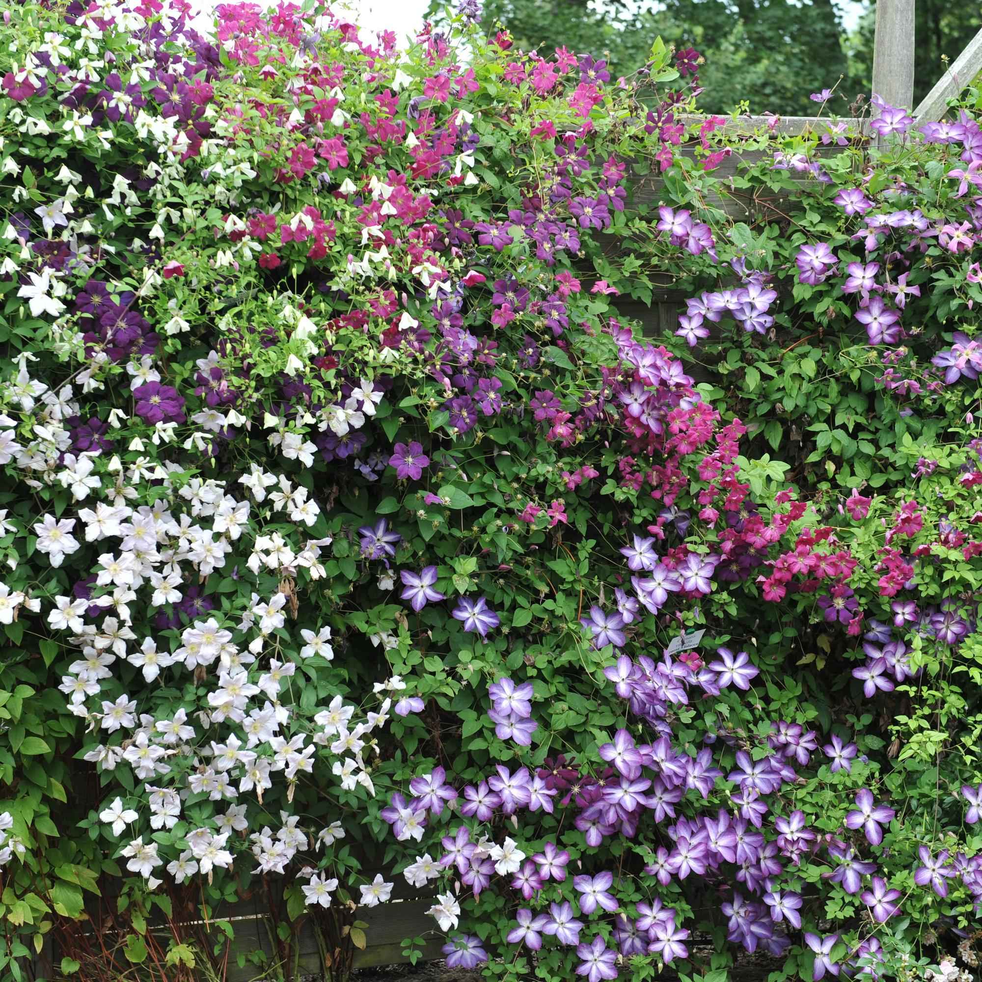 Image of Kletterpflanze Clematis Tricolour – Mehrfarbige Blüten Rosa Weiß Lila – Wenig Pflege – 3 Pflanzen – 11cm Höhe 40cm – Für Garten, Balkon & Pergolen-4