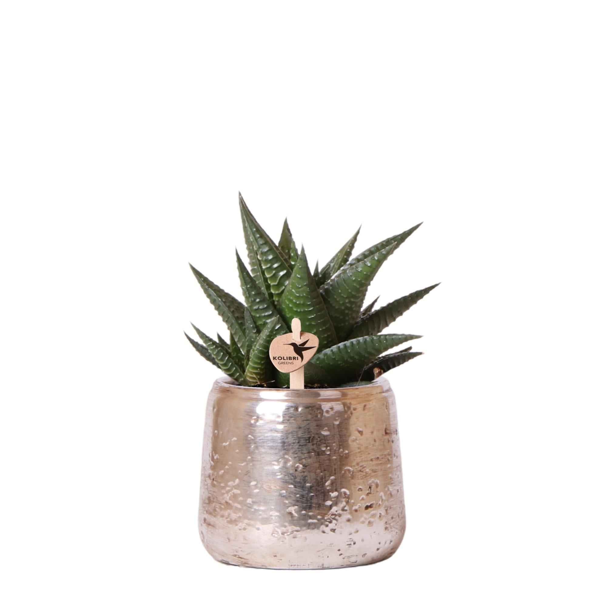 Image of Sukkulente Haworthia Limifolia – Grüne Zimmerpflanze – Luxustopf Silber Ø9cm – Pflegeleichte Grünpflanze – Frisch vom Züchter-0