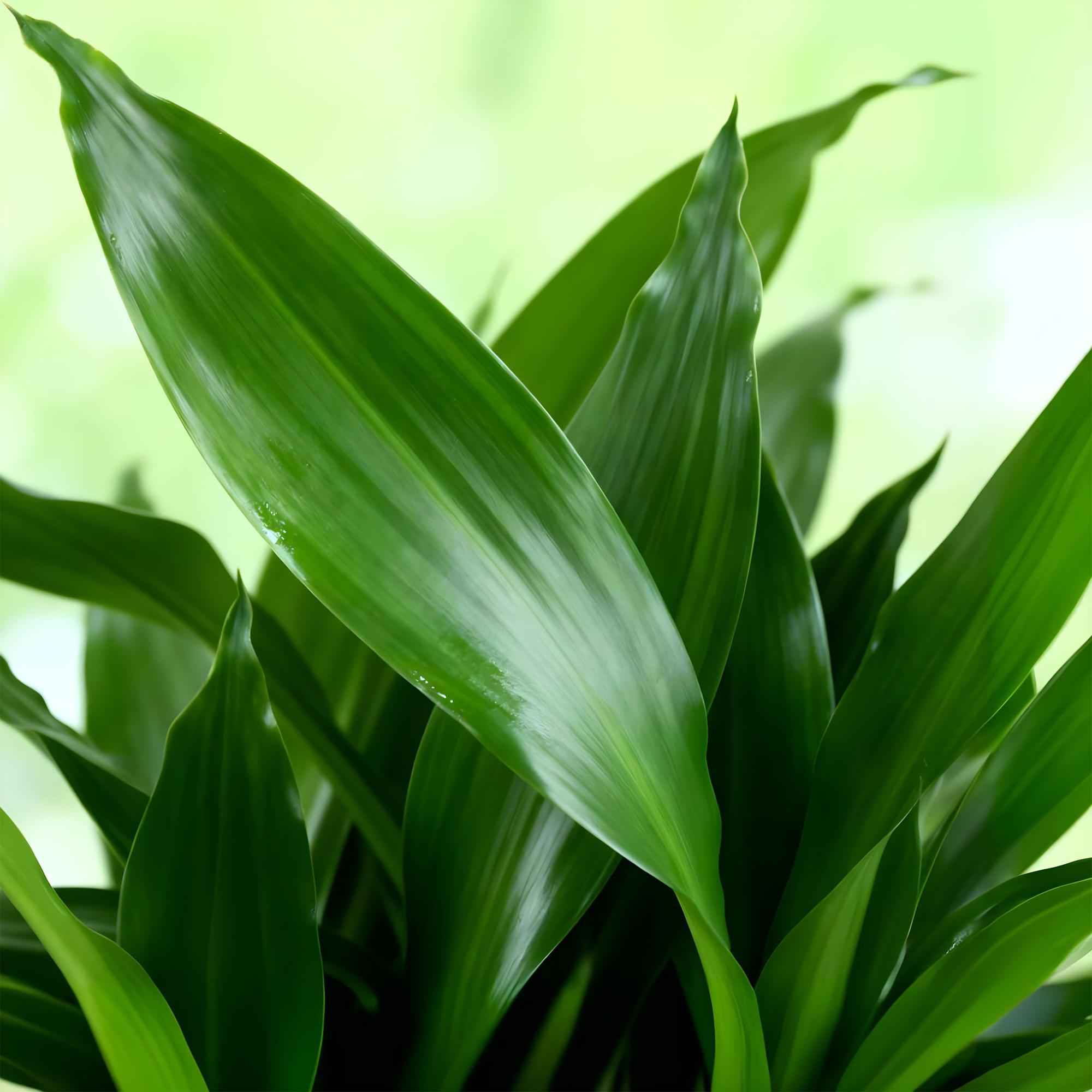 Image of Dracaena fragrans Steudneri – 50-55cm – 17cm inkl. Naturkorb – Pflegeleichter Drachenblutbaum-4