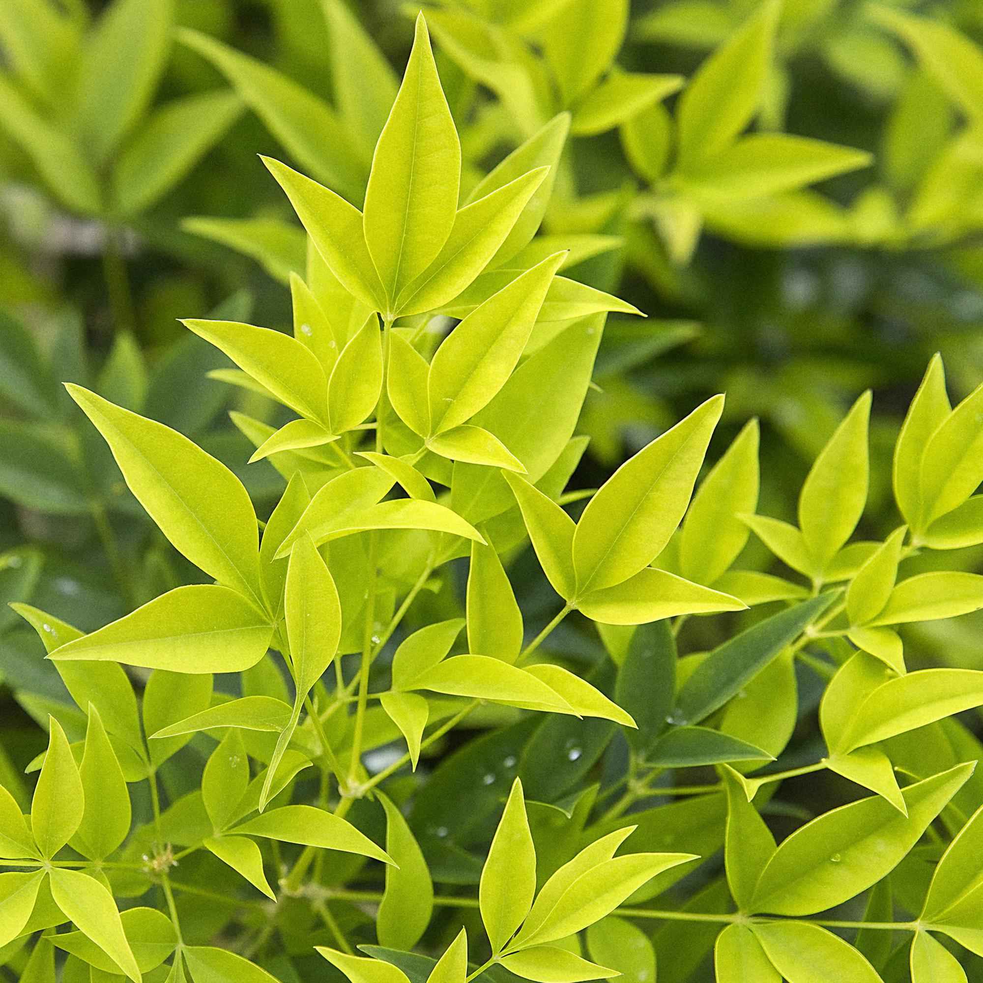 Image of Heiliger Bambus Nandina Lemon & Lime – 17cm Höhe ca.45cm – Immergrün & farbintensiv – Gelbgrünes Laub – Pflegeleichter dekorativer Zierstrauch