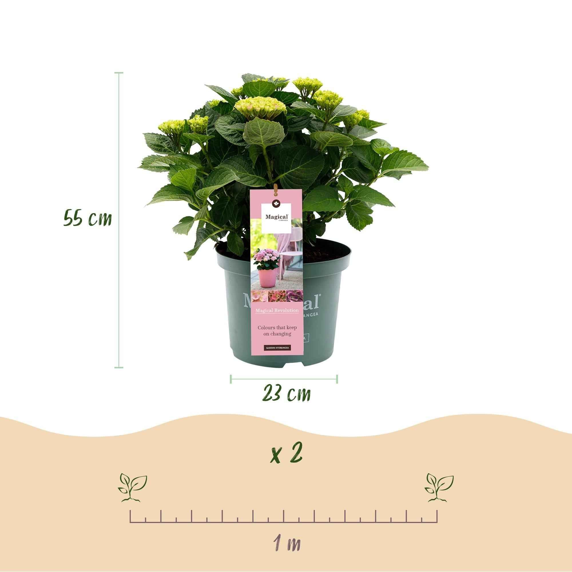 Image of Hydrangea macrophylla Magical Revolution Pink – Gartenhortensie – 2 Pflanzen – Topf 23cm – Höhe 55cm – Rosa Blüten – Balkonpflanze – Sommerblüte-2