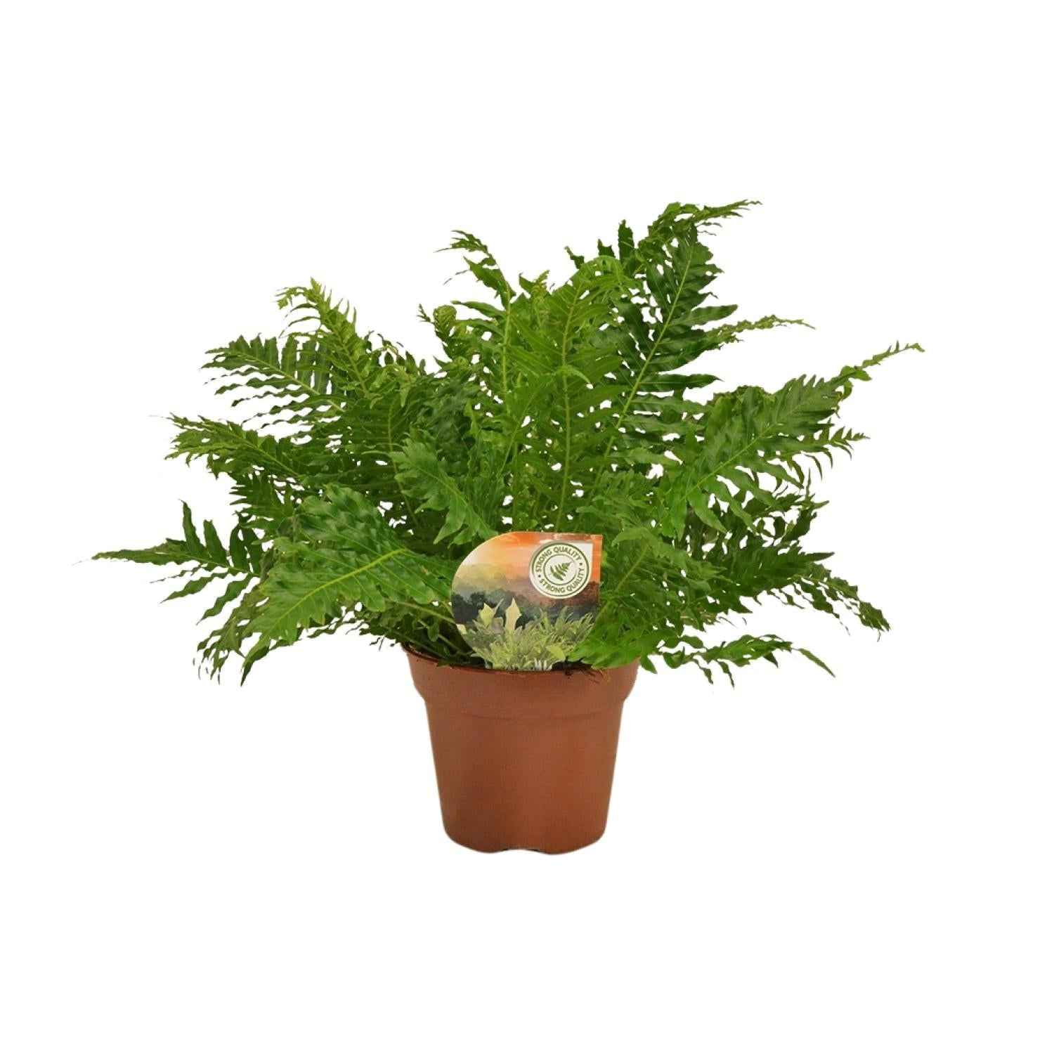 Image of Zwerg – Baumfarn – Blechnum Silver Lady – Zimmerpflanze – Ø17cm – ↕50cm – Pflegeleicht – Silbergrüne Wedel – Luftreinigend-0