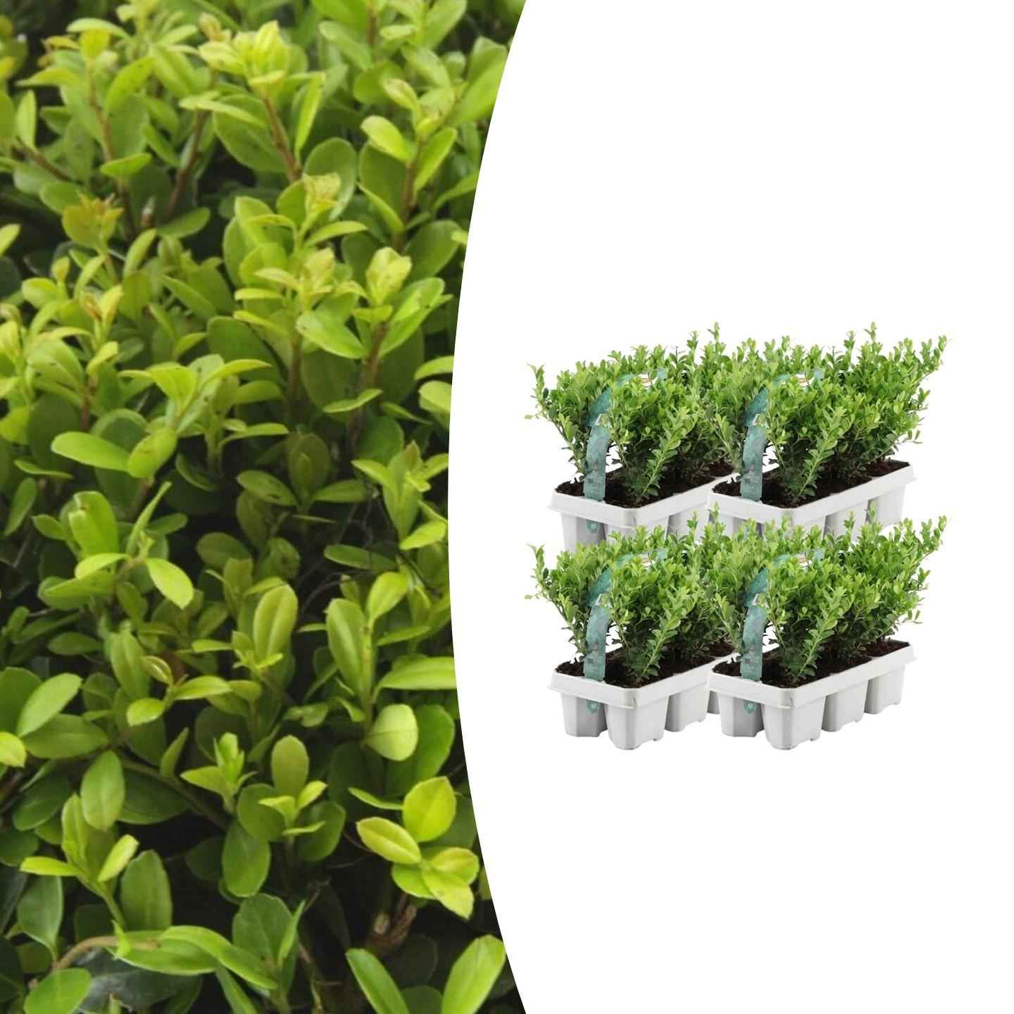 Image of Stechpalme – Ilex crenata 'Jenny' – 24 Pflanzen – Immergrün – Winterhart – Alternative zu Buchsbaum – Ø7cm ↕15cm-1