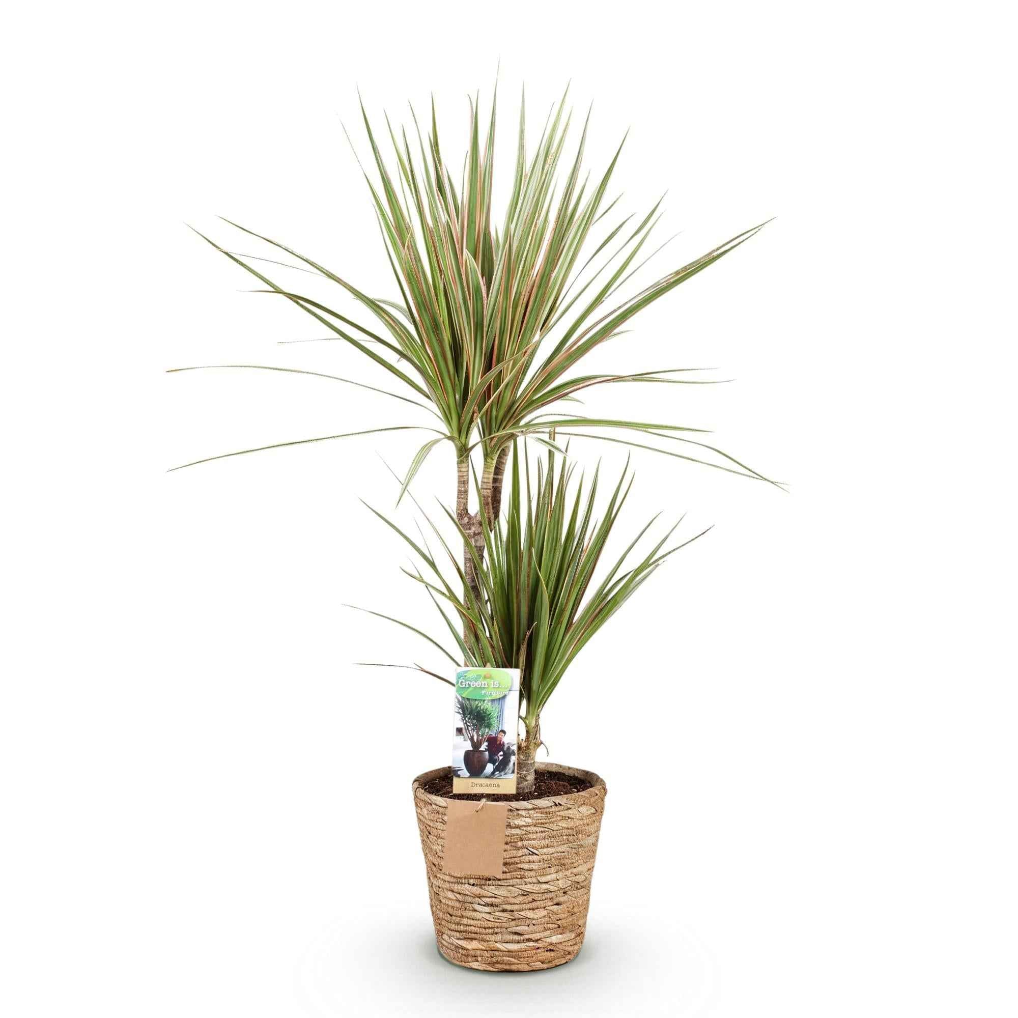 Image of Dracaena Marginata Bicolor – 70-75cm – 17cm inkl. Naturkorb – Pflegeleichter Drachenbaum – Grün – Braunes zweifarbiges Blattwerk – & Arbeitsräume-0