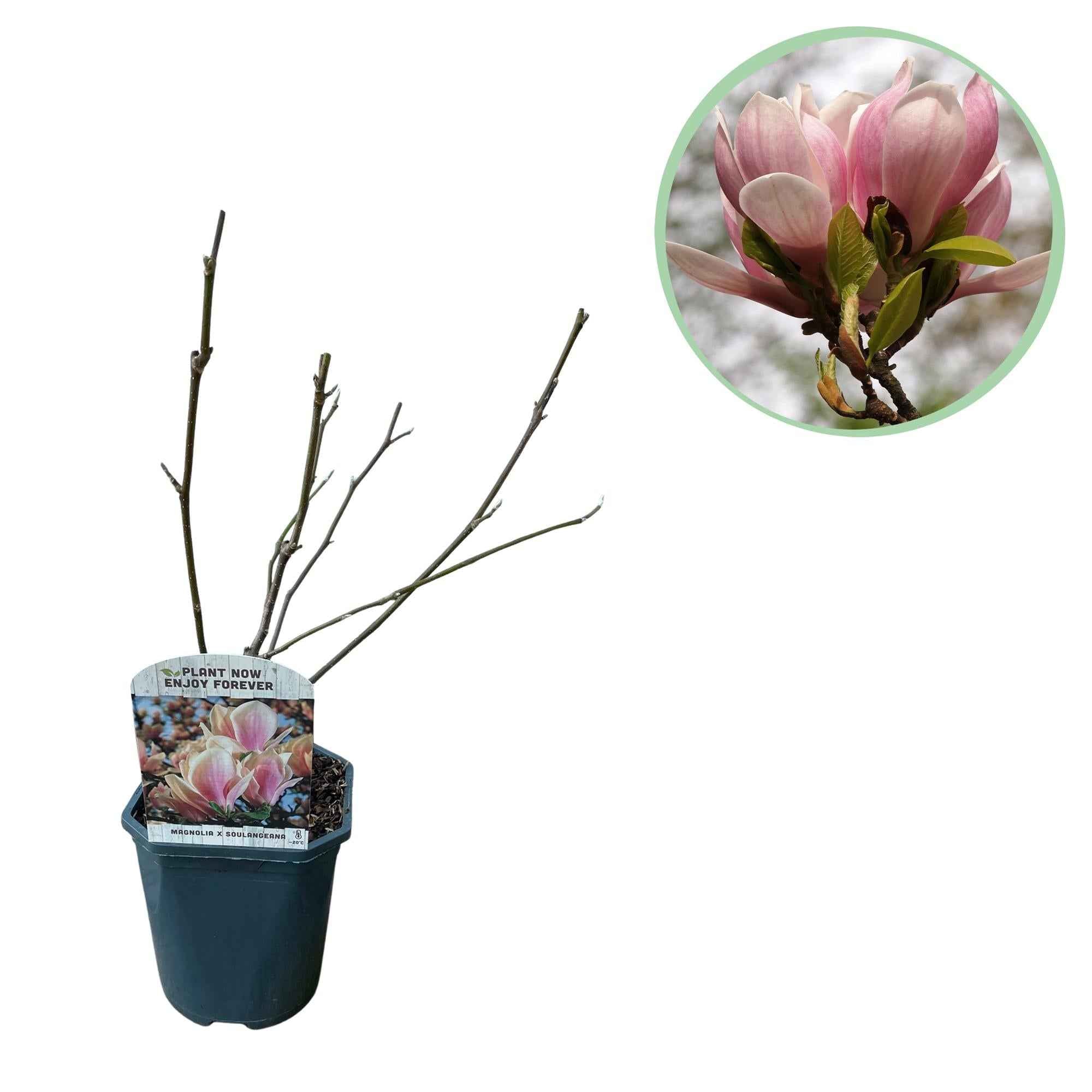 Image of Tulpen – Magnolie Magnolia Soulangiana – Strauch/Baum – Blüten Hellrosa – Frühjahrsblüher – Pflegeleicht – 17cm Höhe 45cm – Für Garten & Terrasse