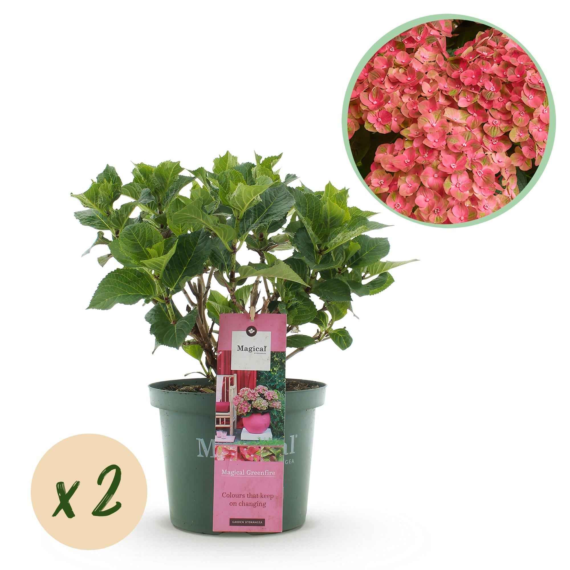 Image of Hydrangea macrophylla Magical Green Fire – Gartenhortensie Rosa – Grün – 2 Pflanzen 23cm – Höhe 55cm – 6-10 Blüten – Balkonpflanze – Pflegeleicht