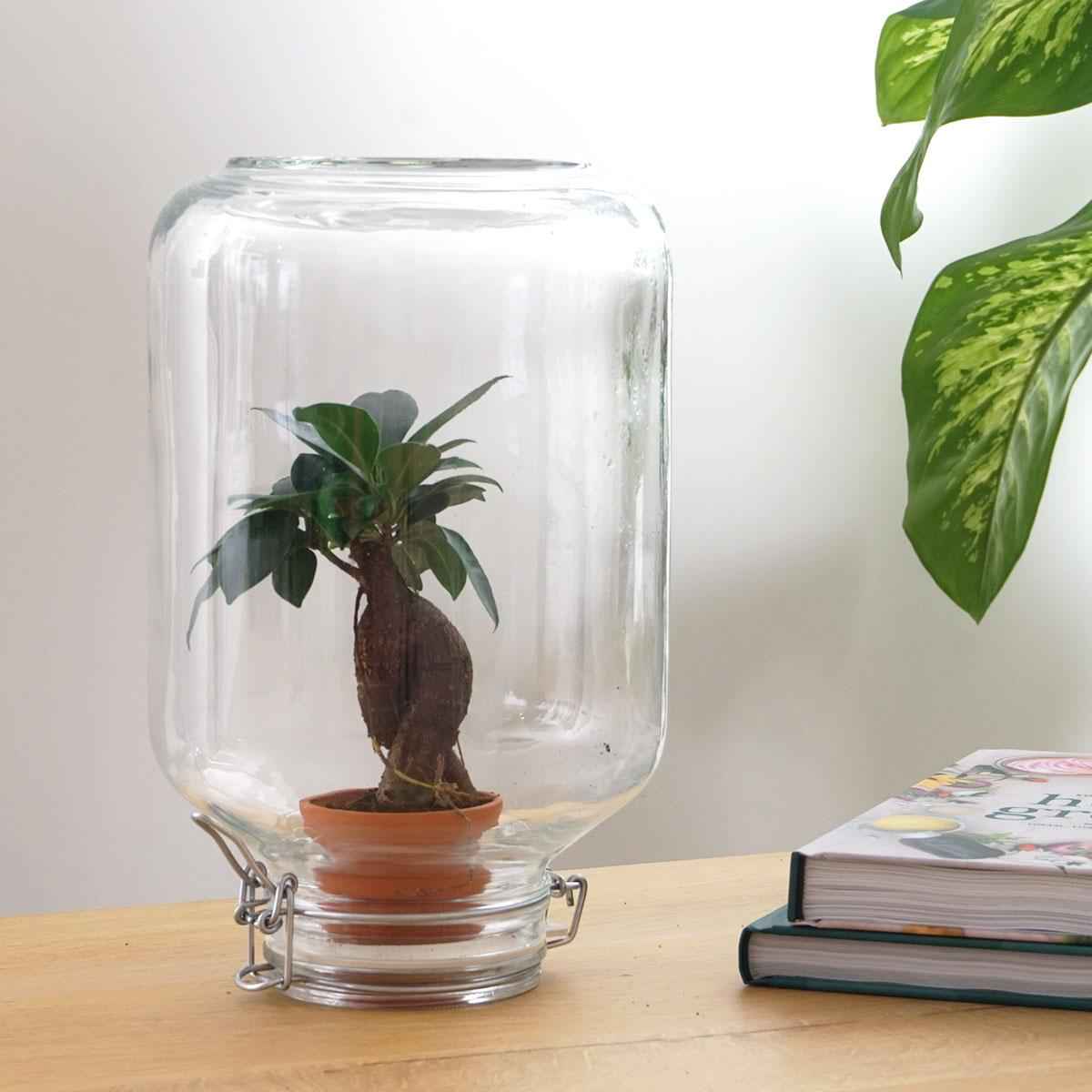 Image of Flaschengarten Easyplant – Terrarium mit Ficus Ginseng Bonsai – Selbstbewässernde Zimmerpflanze im italienischen Einmachglas-1