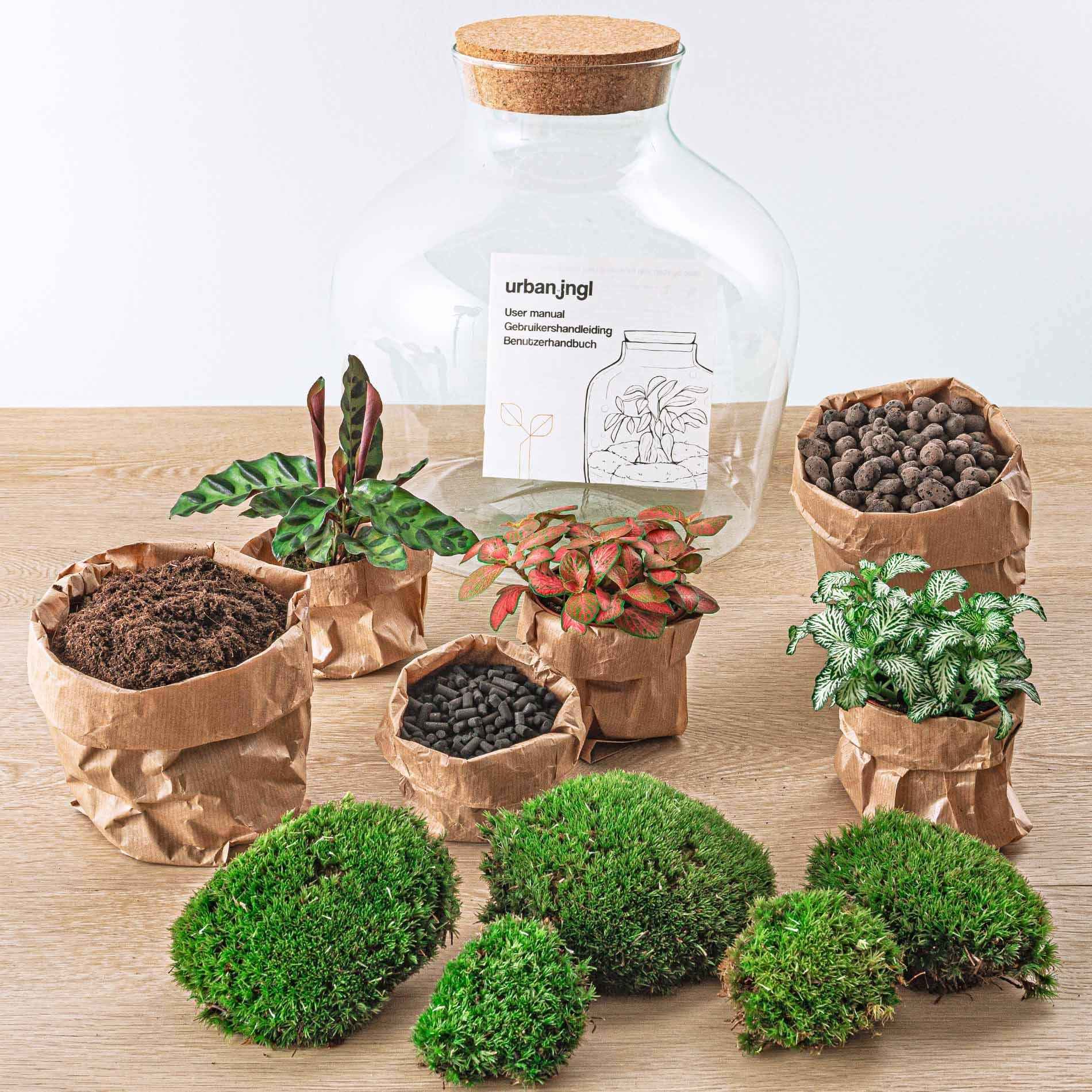 Image of Flaschengarten DIY Bausatz – Terrarium Fat Joe Rot – Ø29cm x ↕30cm – Selbstversorgendes Pflanzterrarium mit Moosen & Zimmerpflanzen-2