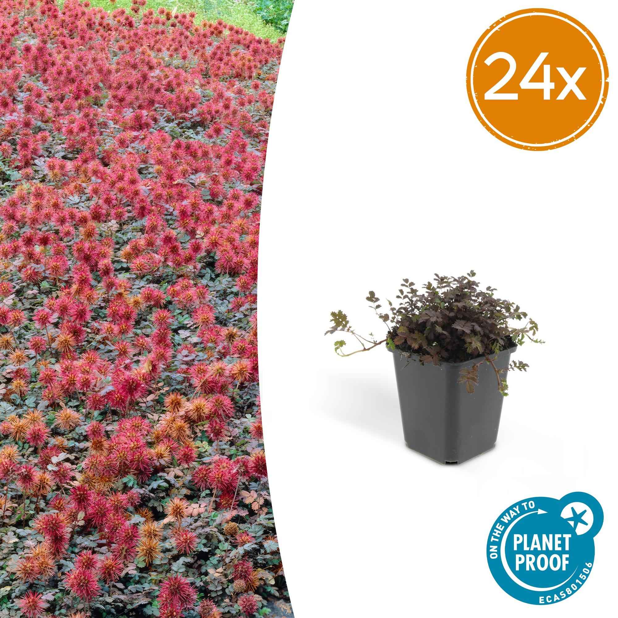 Image of Acaena microphylla 'Kupferteppich' – Bodendecker Ø9cm – Höhe 10-25cm – Flachwachsende, pflegeleichte Pflanze – Für Garten, Steingarten & Wege-1