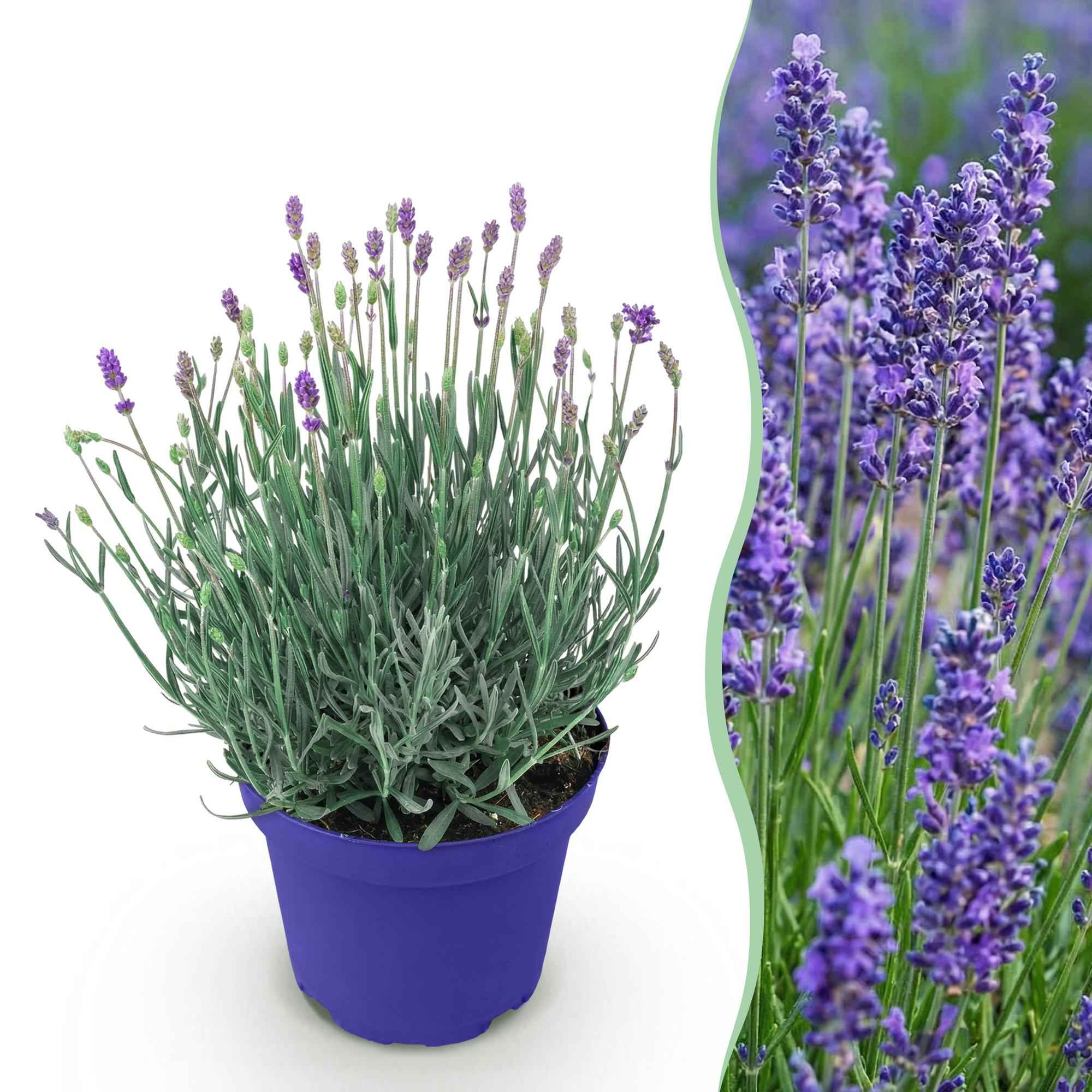 Image of Lavendel Lavandula angustifolia Hidcote winterhart lila 15-25cm 12cm duftend bienenfreundlich für Garten Balkon Terrasse Beet pflegeleicht-0
