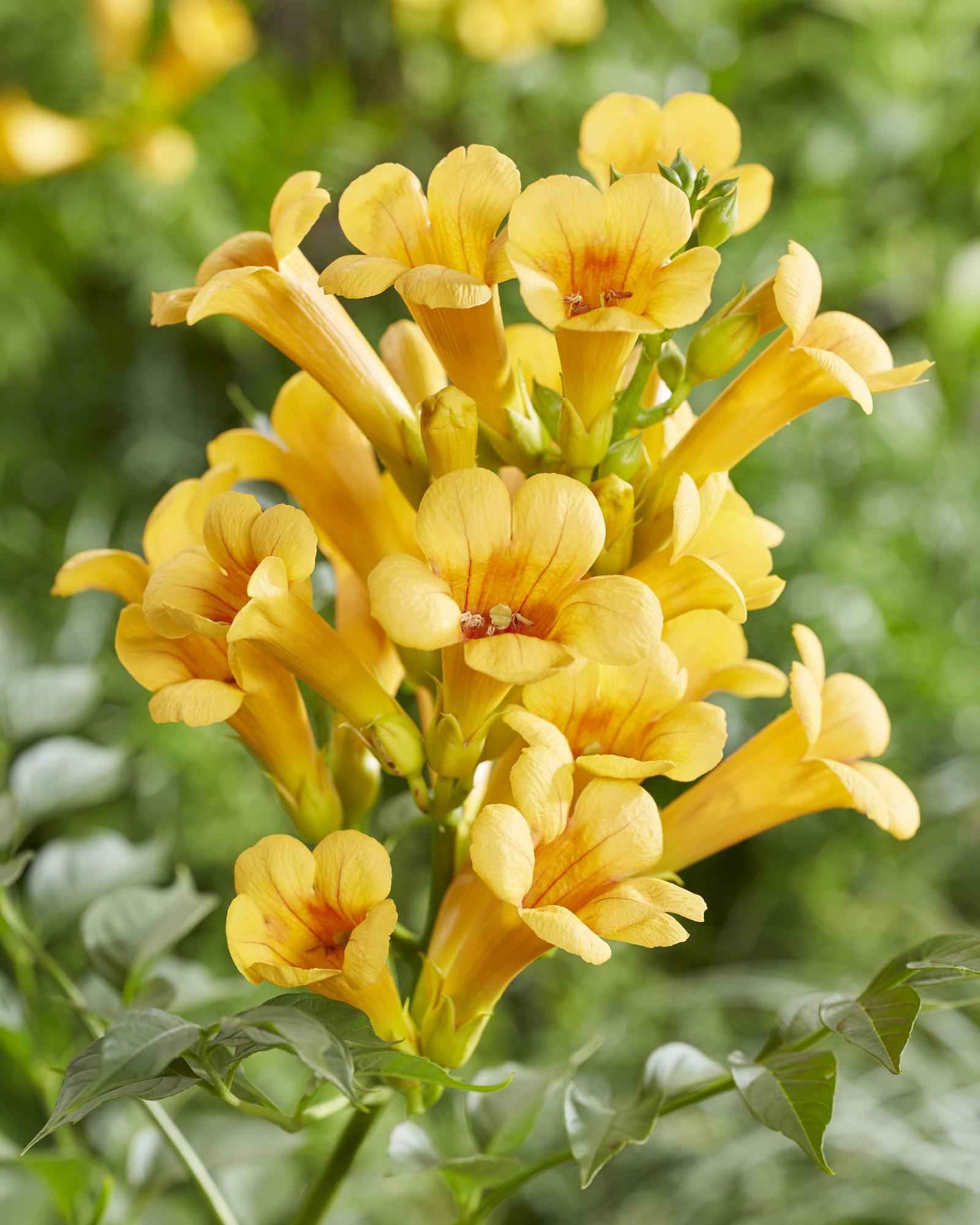 Image of Trompetenblume Gelb Campsis Summer Jazz Gold Trumpet 65cm 15cm winterharte Kletterpflanze für Garten Zaun Pergola Terrasse selbstkletternd