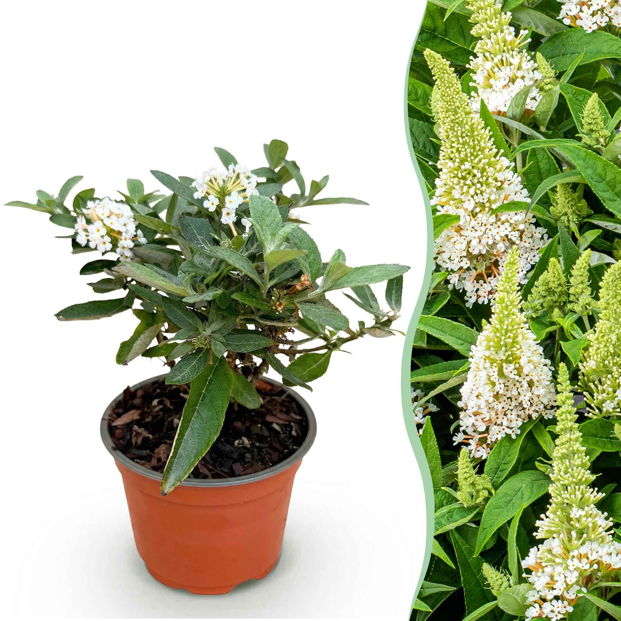 Image of Schmetterlingsstrauch Buddleja davidii Butterfly Candy Little White kompakt weiß 20-25cm im 12cm Topf bienenfreundlich duftend für Garten Balkon