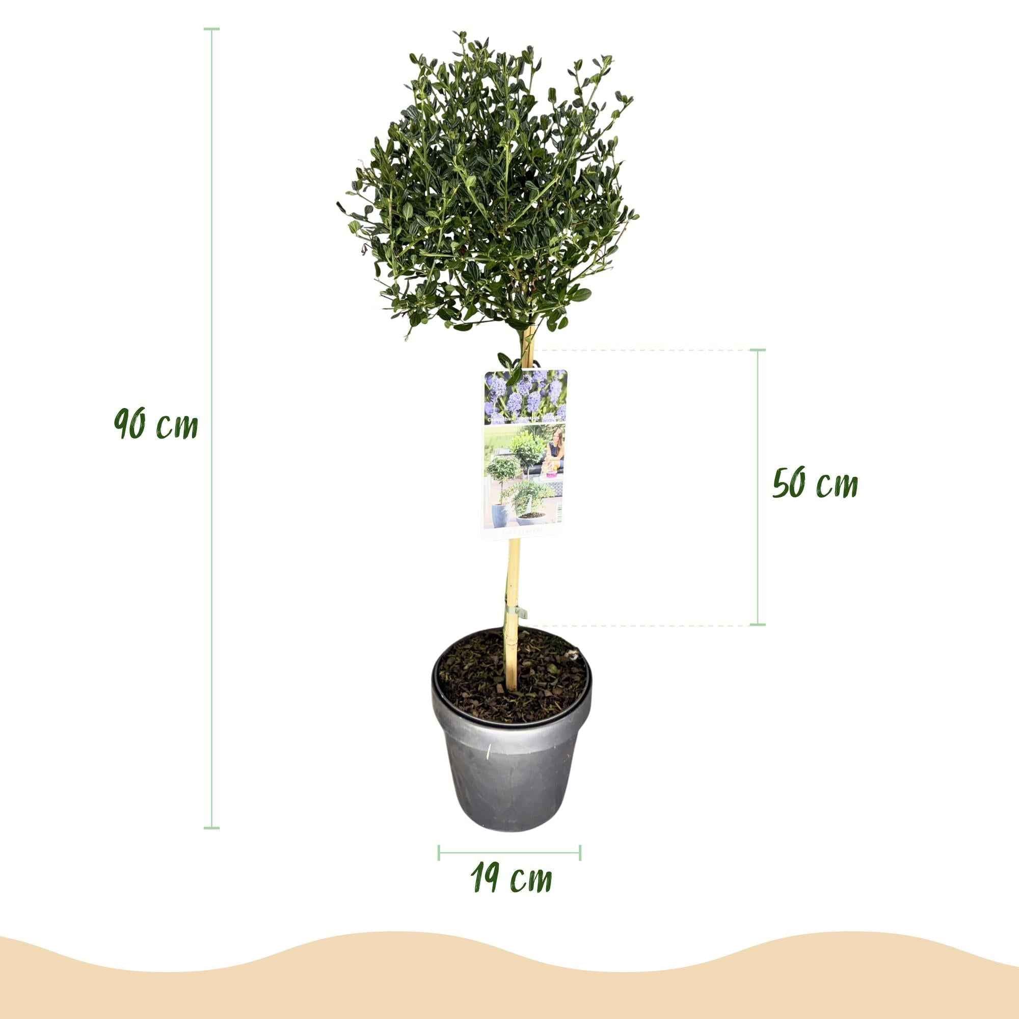 Image of Säckelblume Ceanothus impressus Victoria Ø19cm Höhe90cm – Immergrüne Terrassenpflanze mit lila Blüten – Winterharter Zierstrauch für Balkon & Garten-2