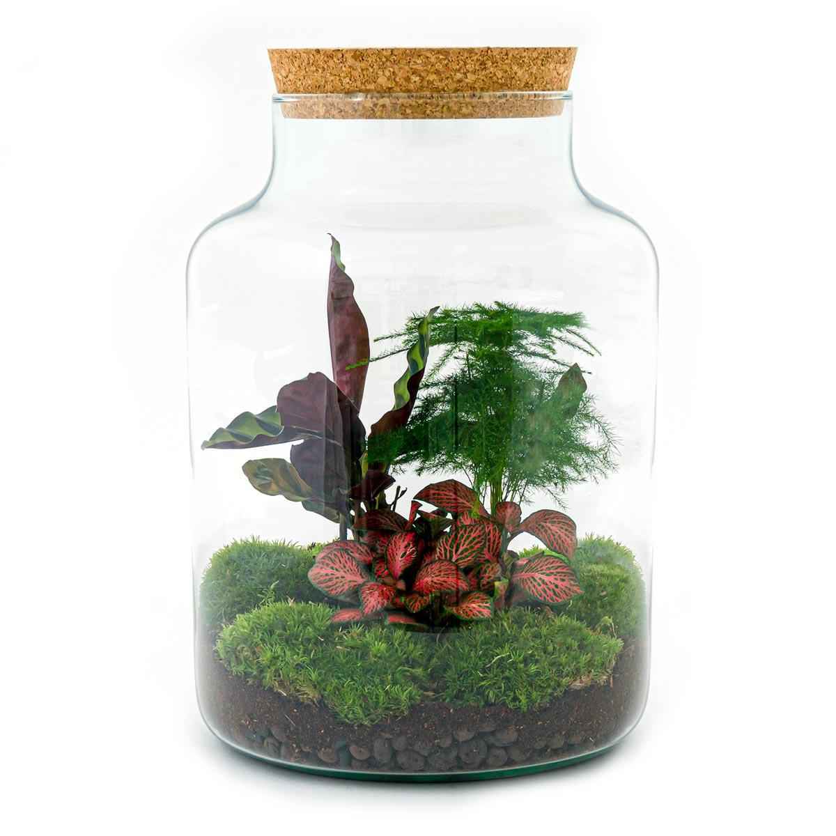 Image of Flaschengarten Milky – DIY Bausatz Terrarium – ↕30cm – Do – It – Yourself Pflanzen – Set im Glas mit Korkdeckel – Autarkes Mini – Ökosystem-0